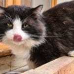 a fluffy black and white cat licking their nose, an orange cat watches them from inside a window