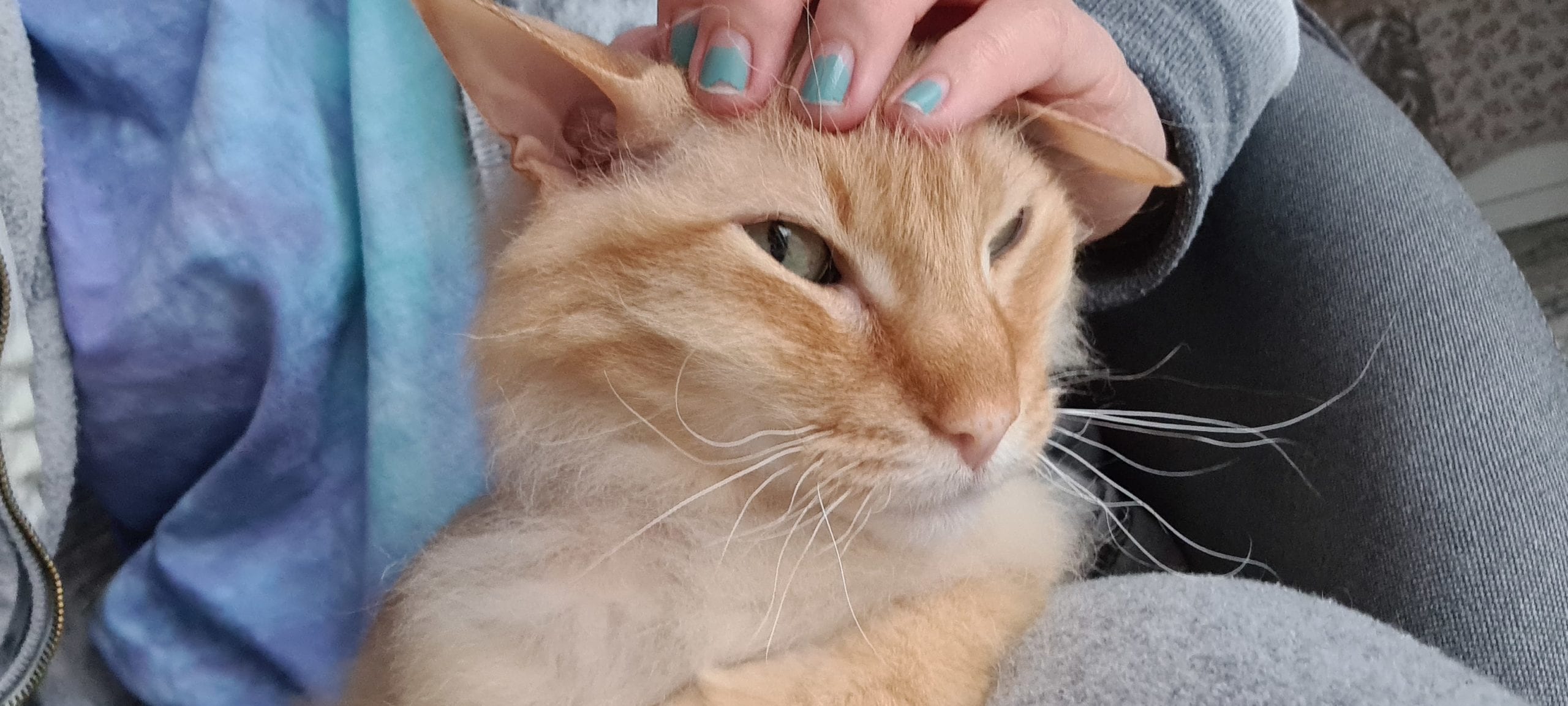 an orange cat on a lap being pet