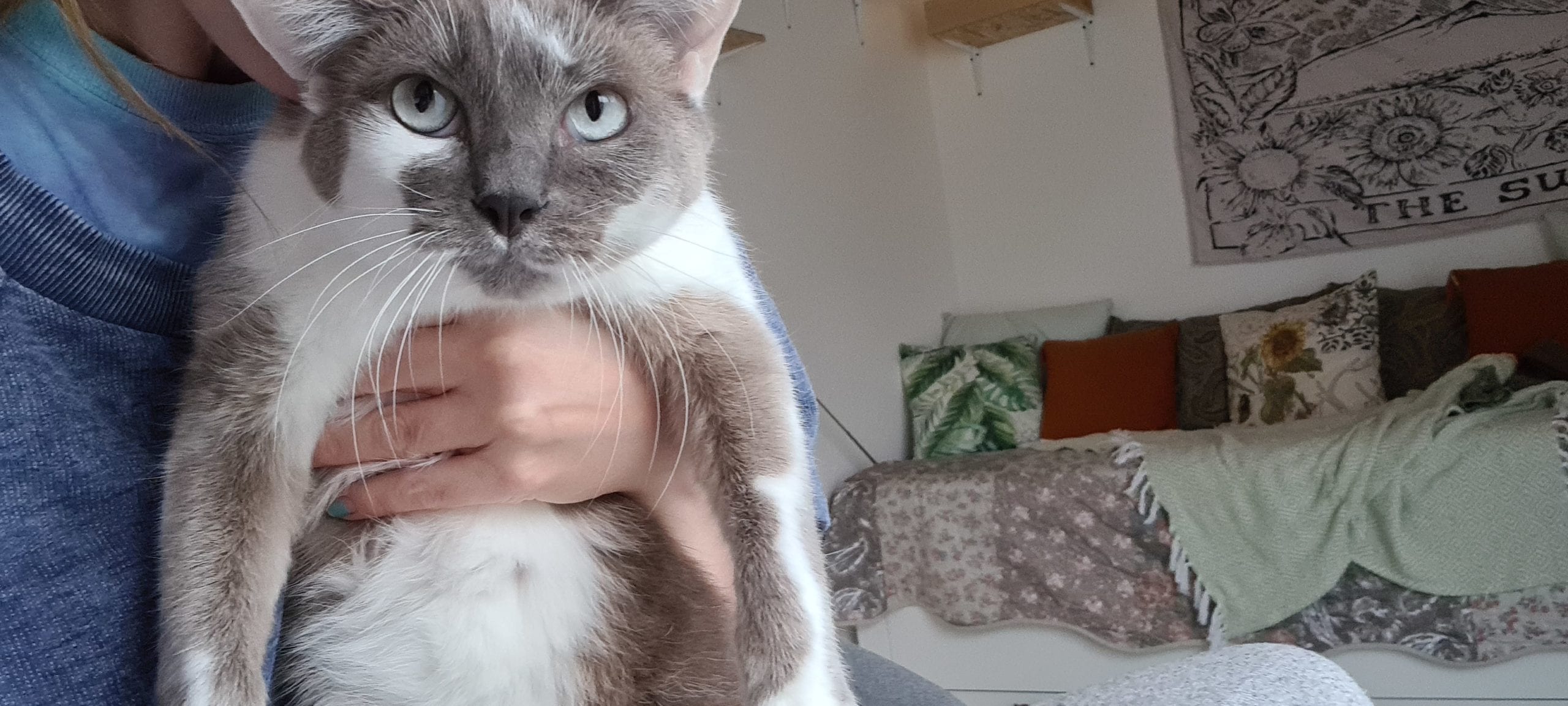 a grey and white cat being held under her arms, she looks annoyed