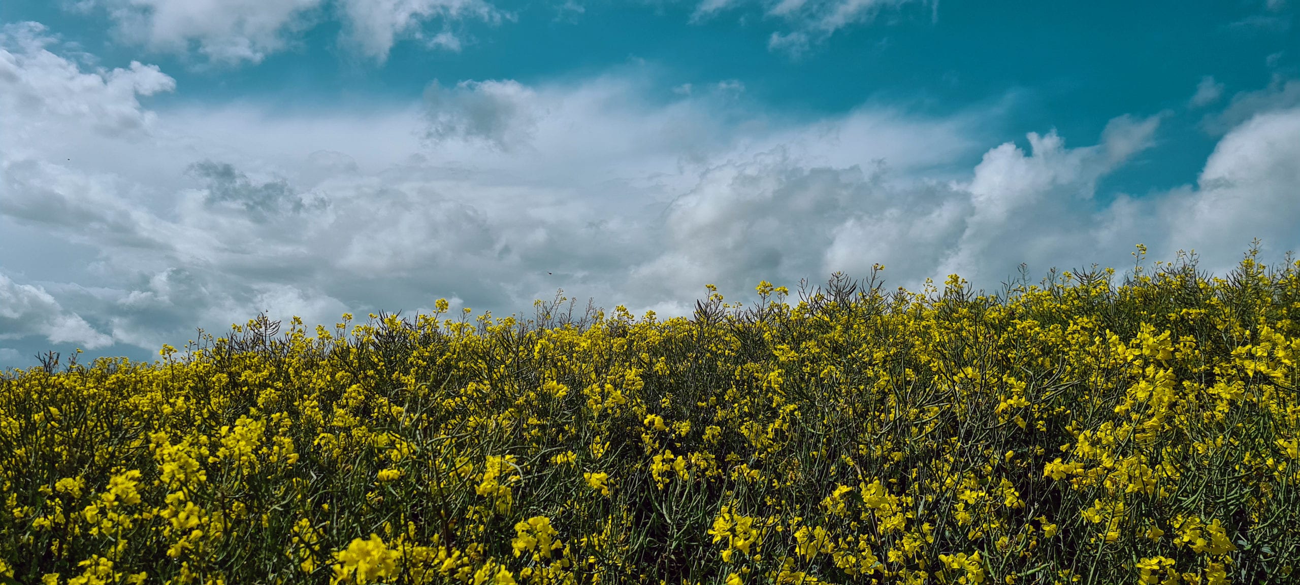 field of yellow and green under a blue sky with white clouds