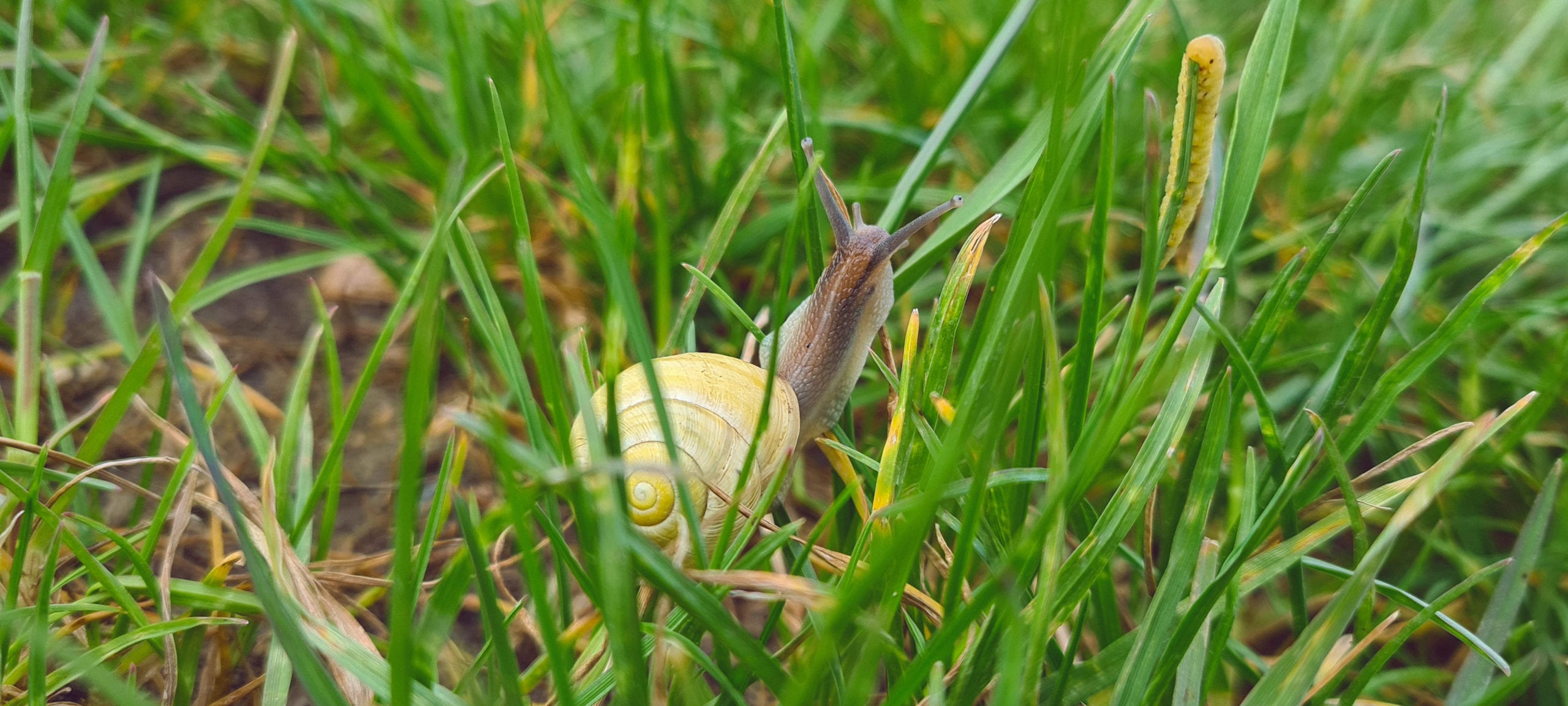 a snail with a yellow shell crawling up some green grass