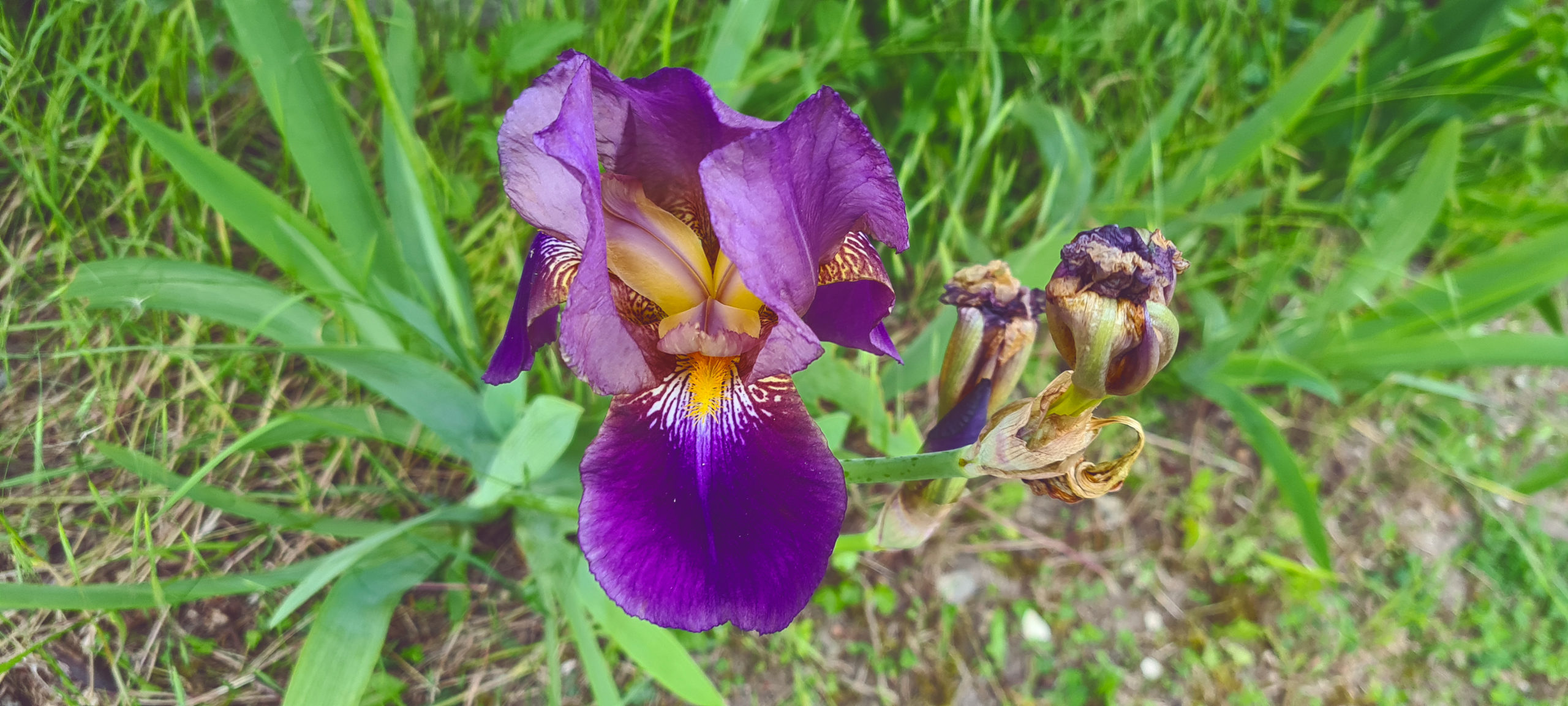 large purple flower