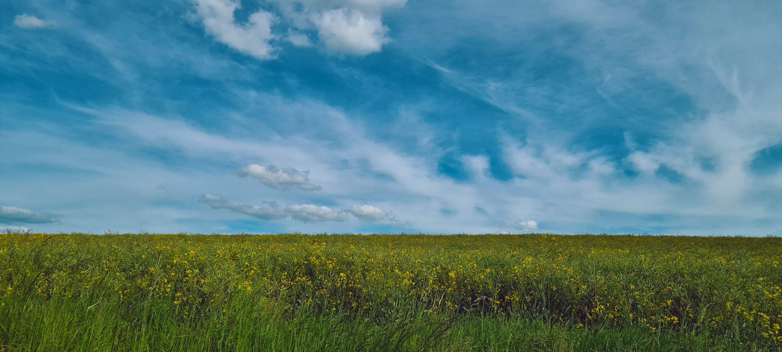 a field of green and yellow flowers under a blue sky with white wispy clouds