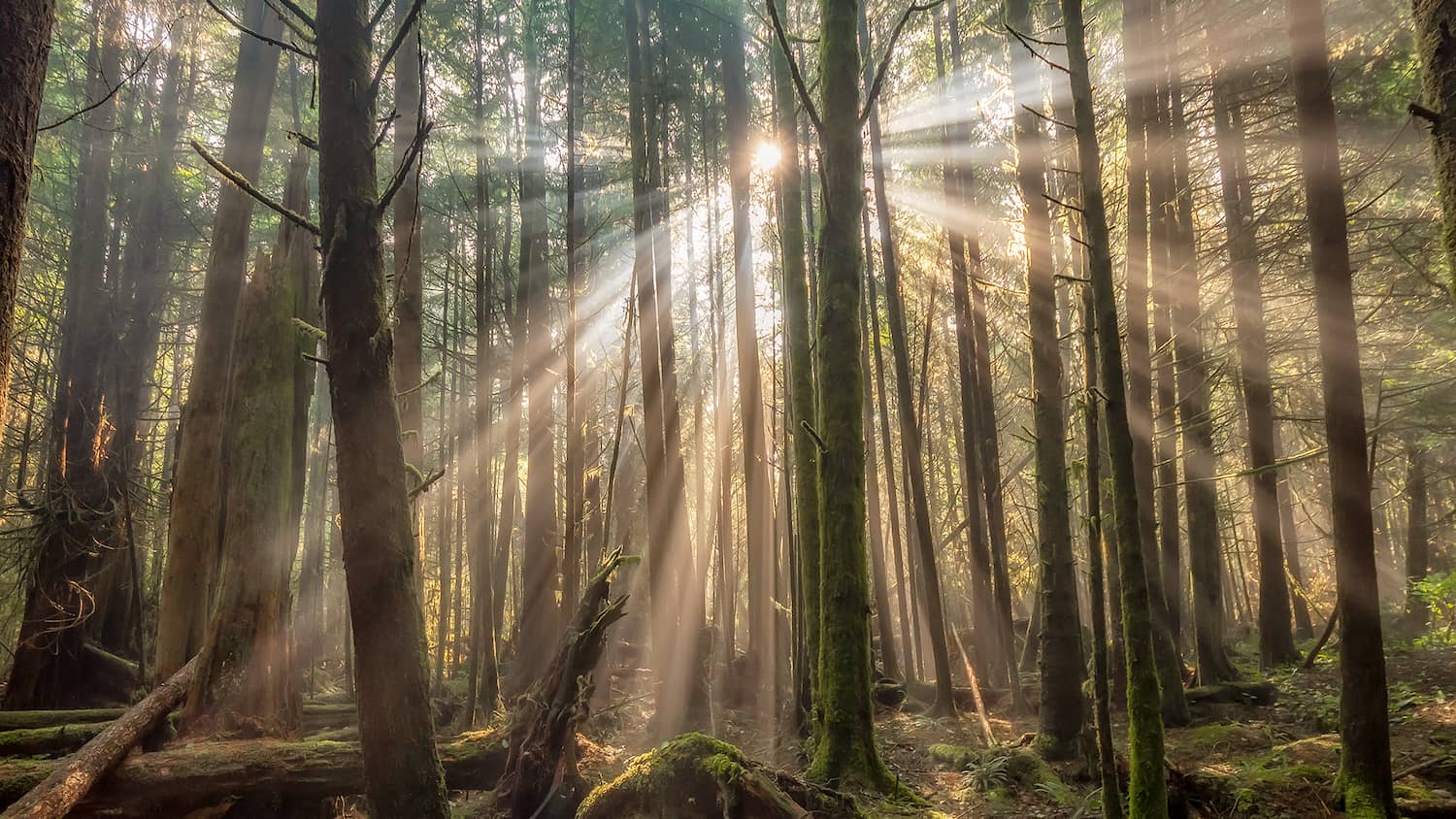 sunlight through tall trees