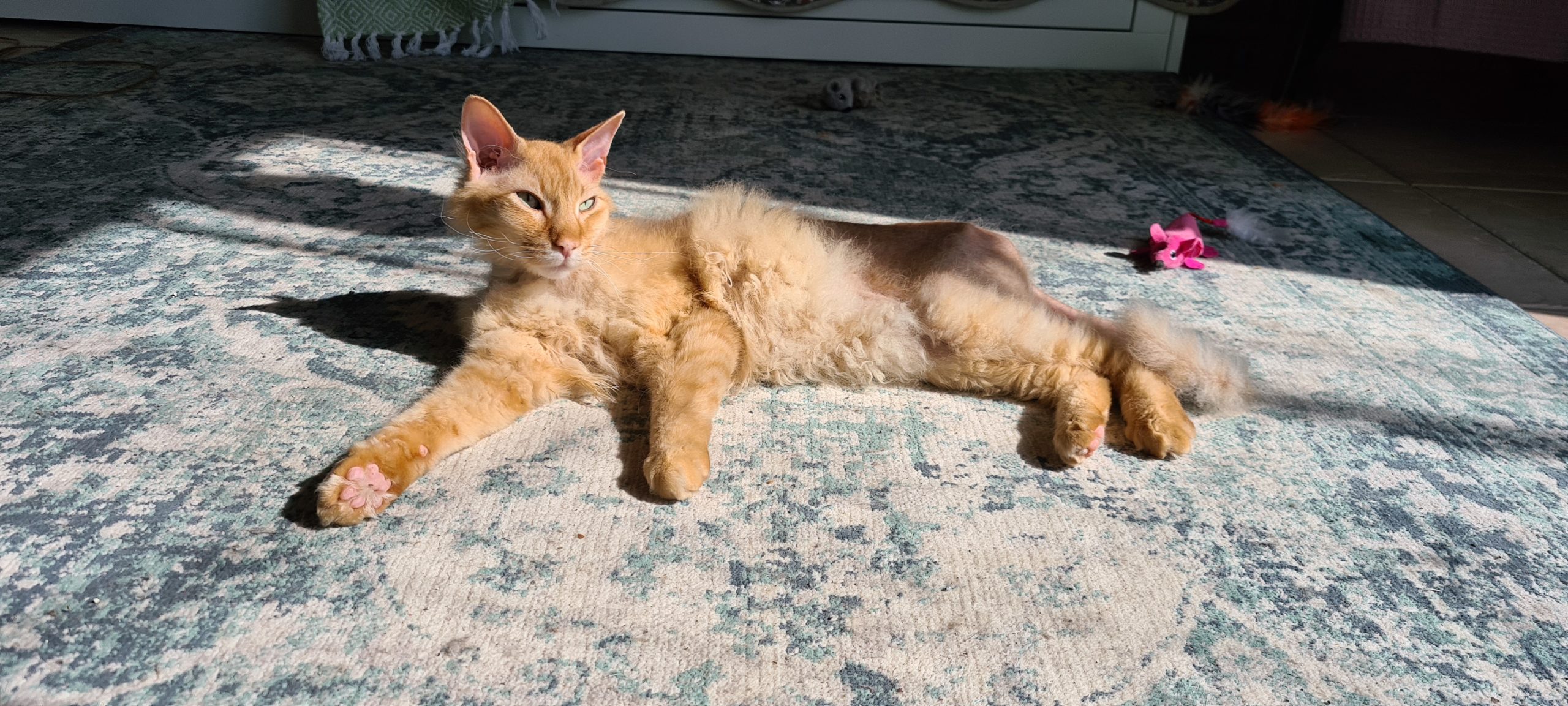 a half-hairless orange cat lounging in the sun