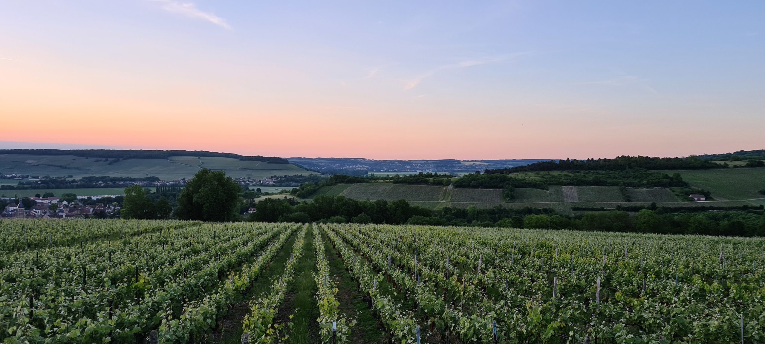 a vineyard at sunset