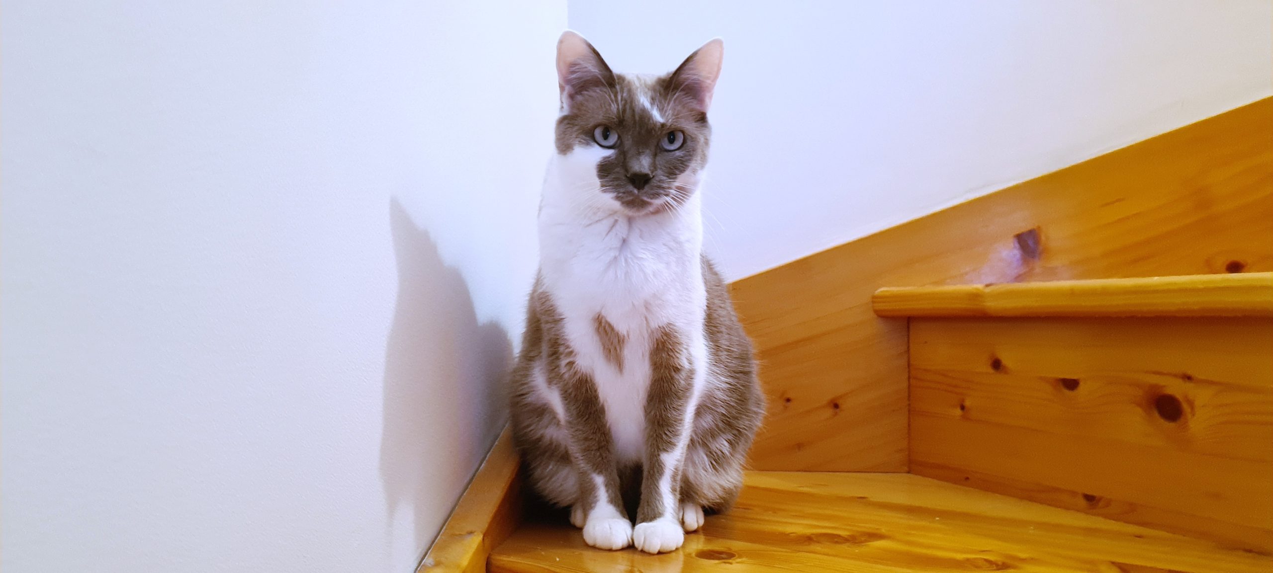 a grey and white cat sitting on wooden stairs