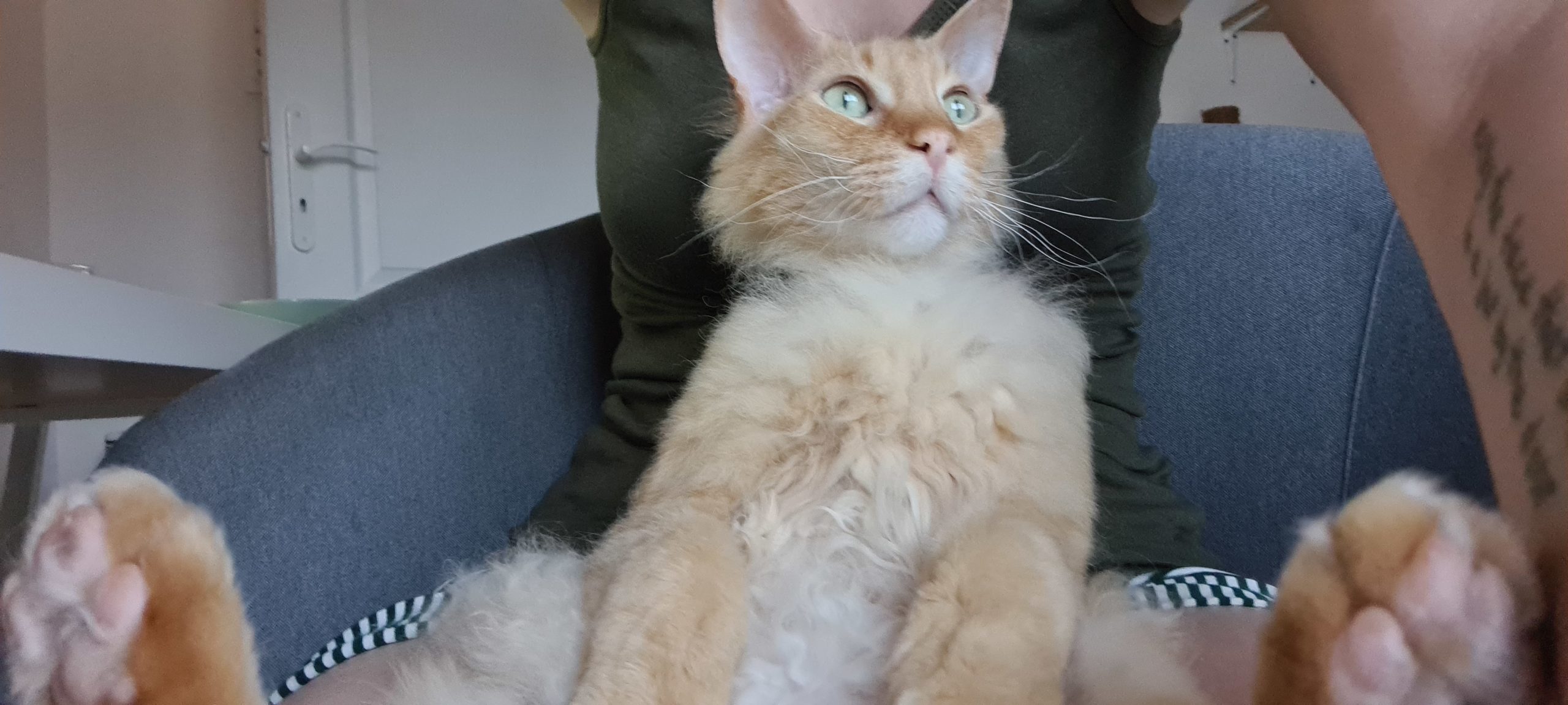 an orange cat sitting like a person in a lap