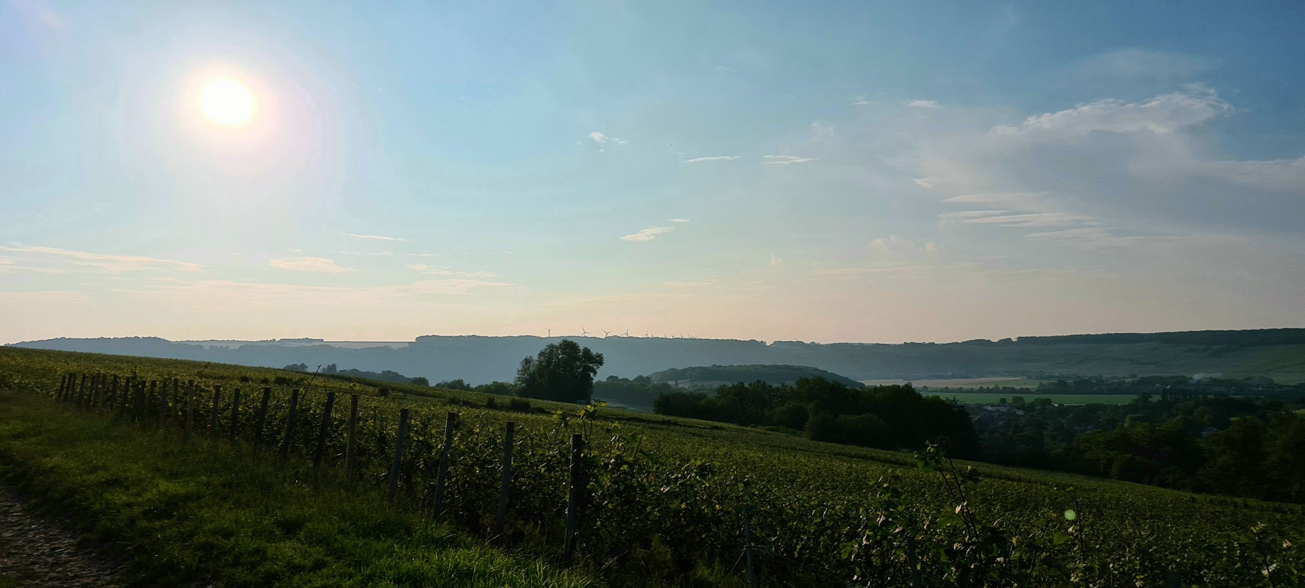 a hazy vineyard near sunset