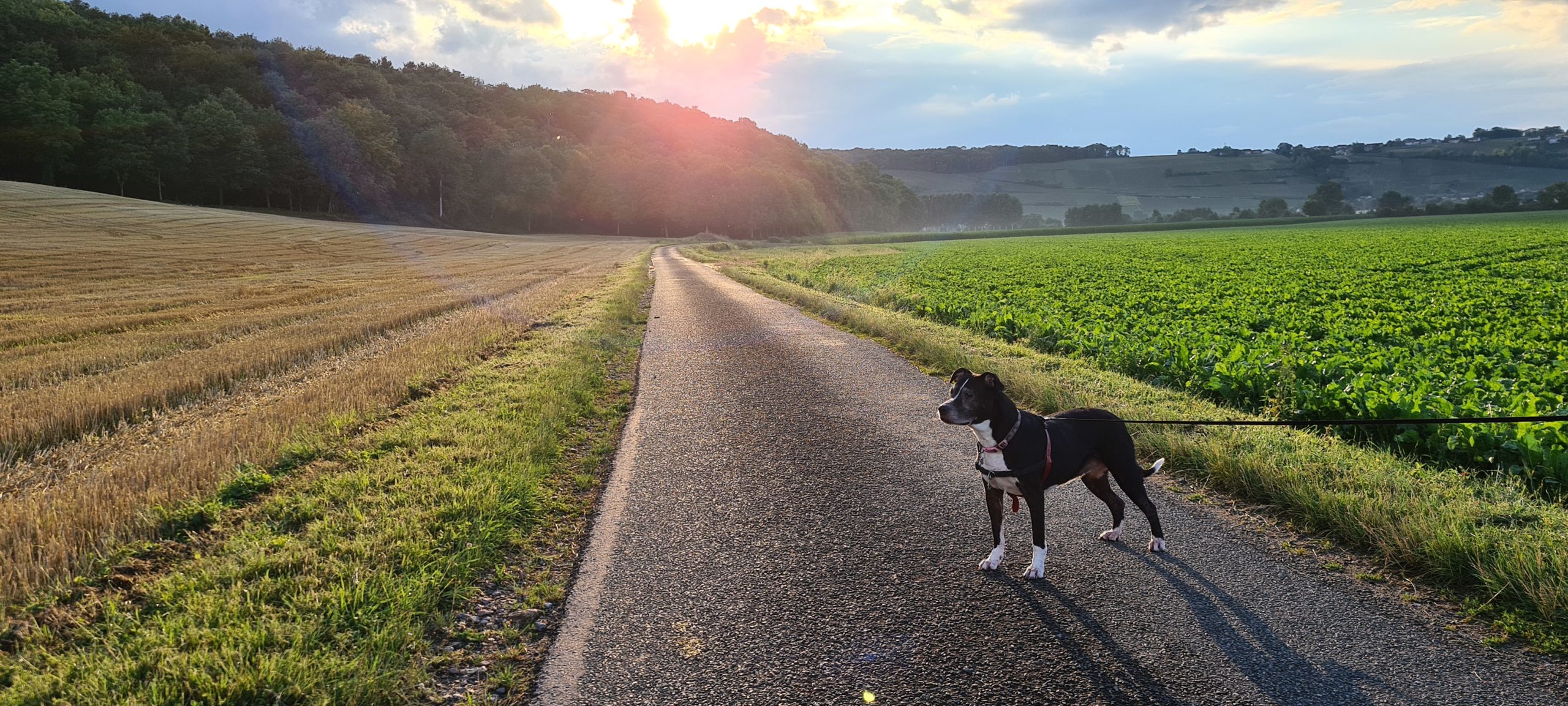 a black and white dog standing dramatically on a country road with the sun setting behind