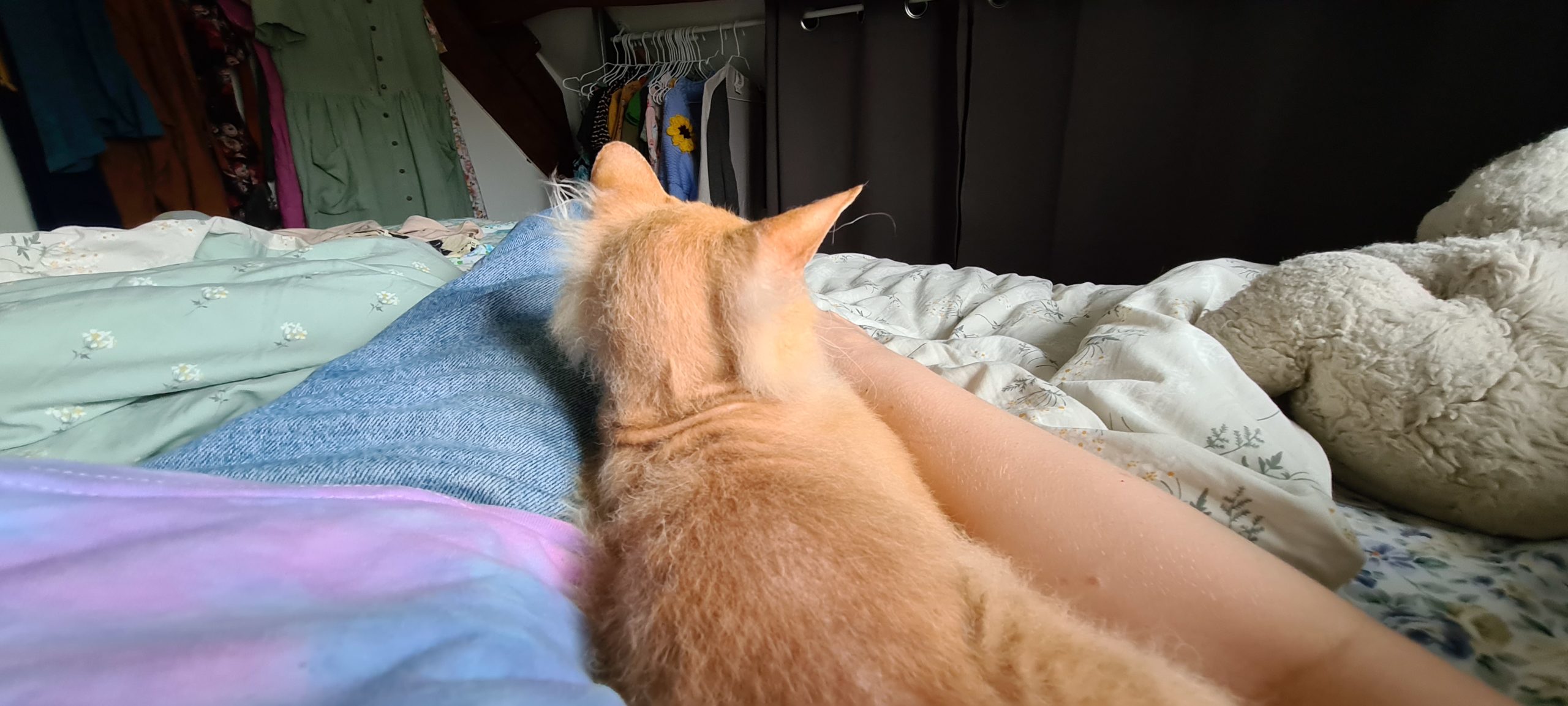 an orange cat lays between an human arm and leg/body