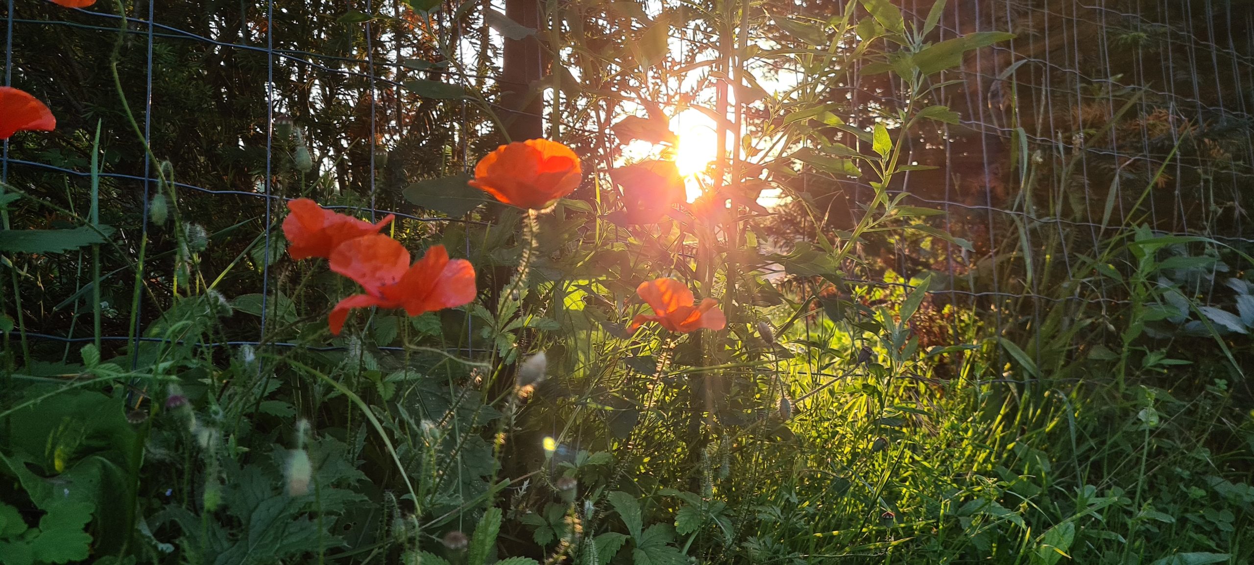 poppies at sunset