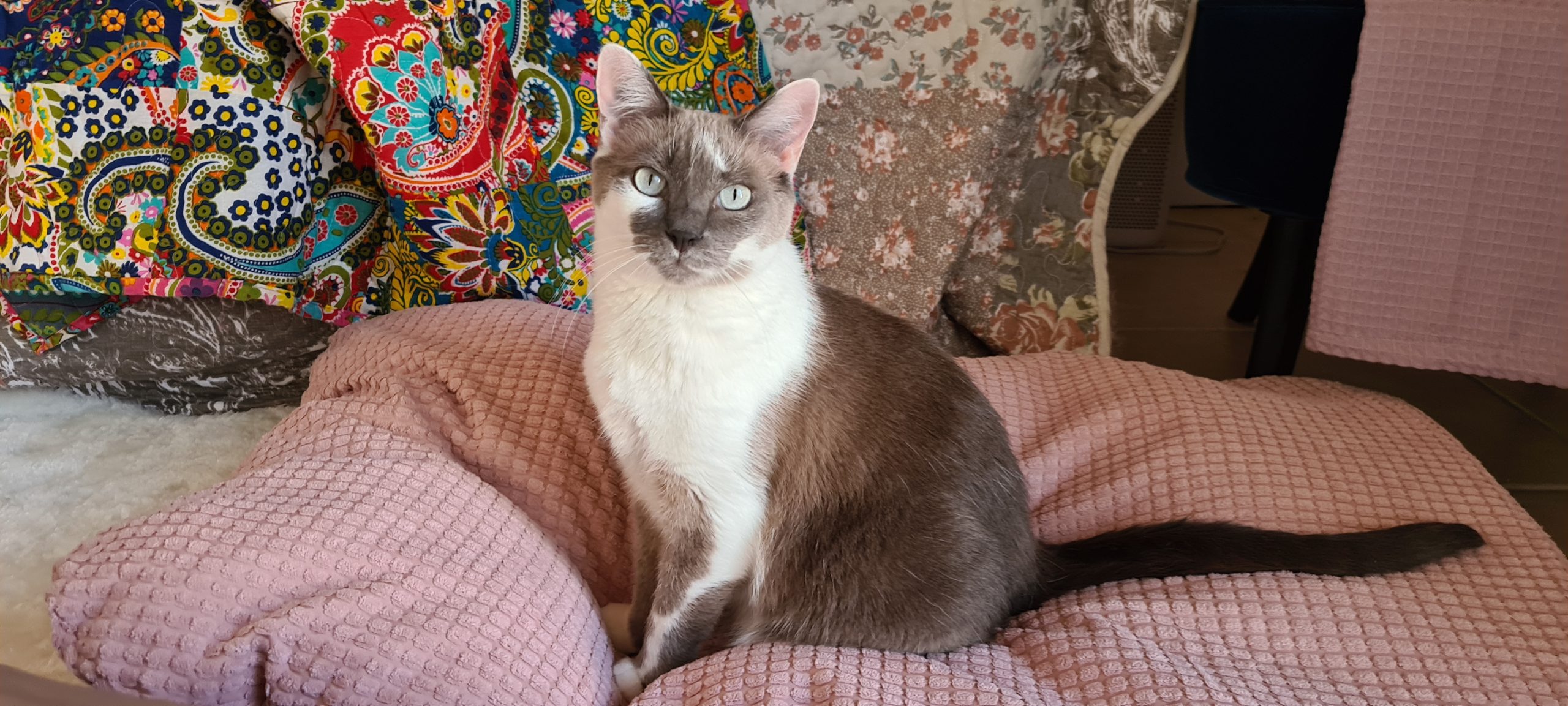 a grey and white cat on a large pink pillow