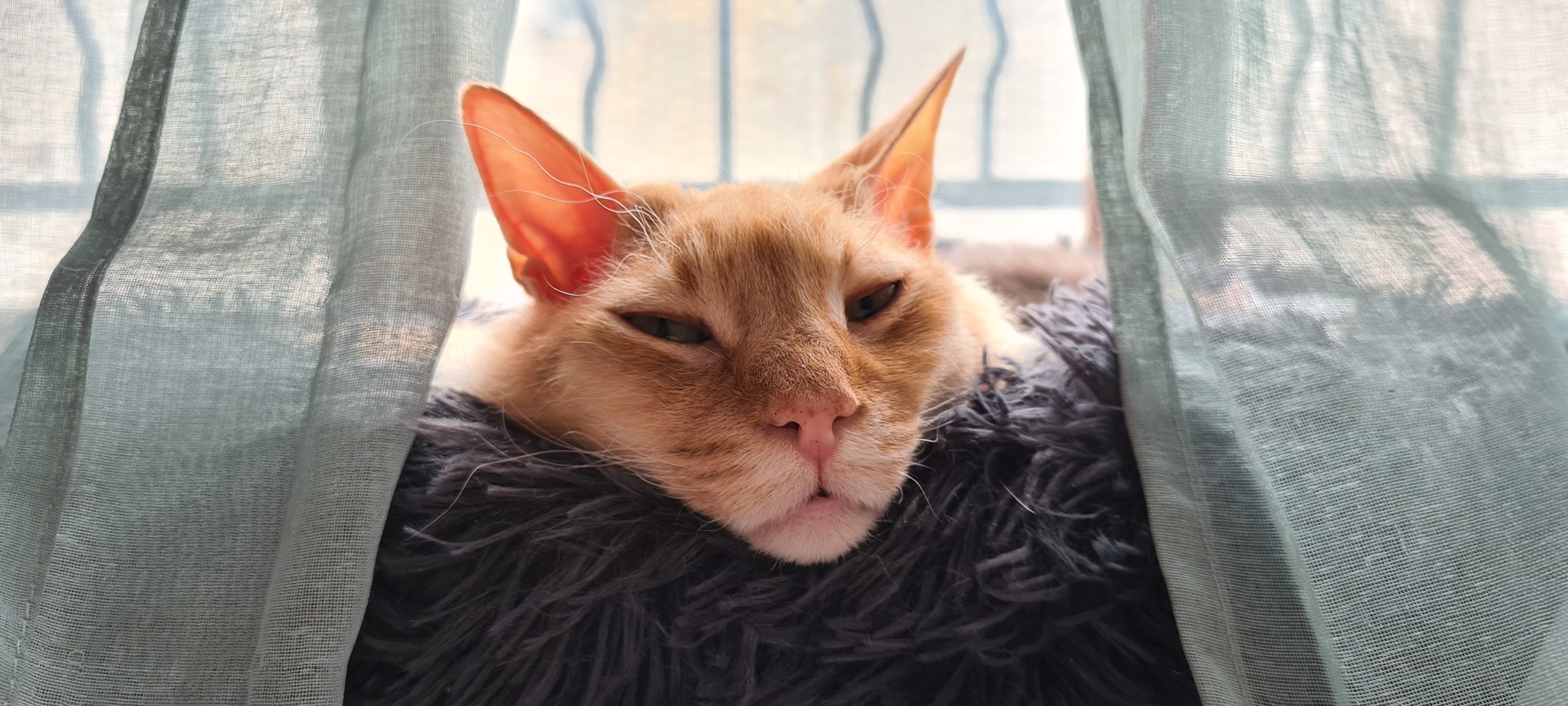 an orange cat looking sleepy with his head hanging over the edge of a cat bed