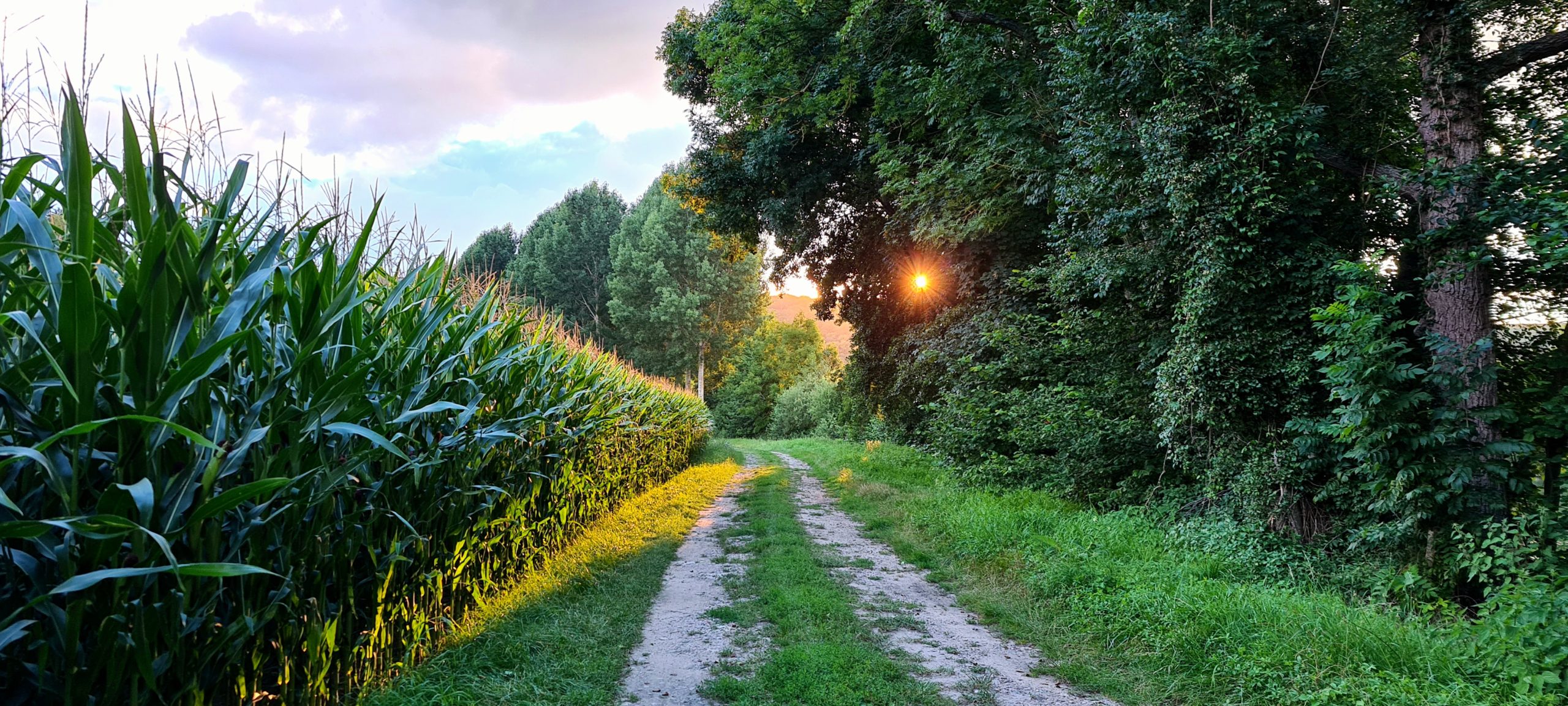 a farm path next to a field of corn and some trees with the sun peeking through them