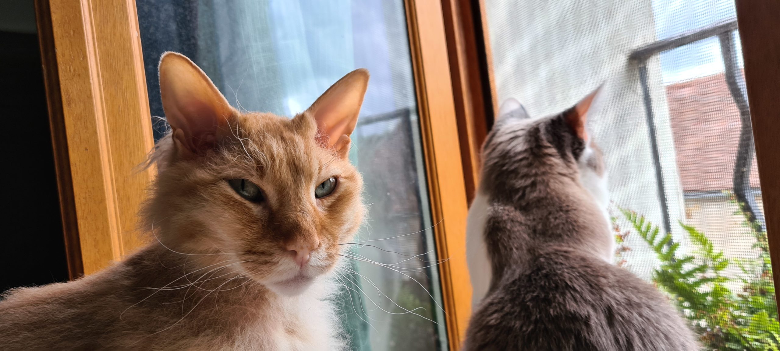 An orange cat narrows his eyes looking at camera, a grey and white cat near him looks out a window