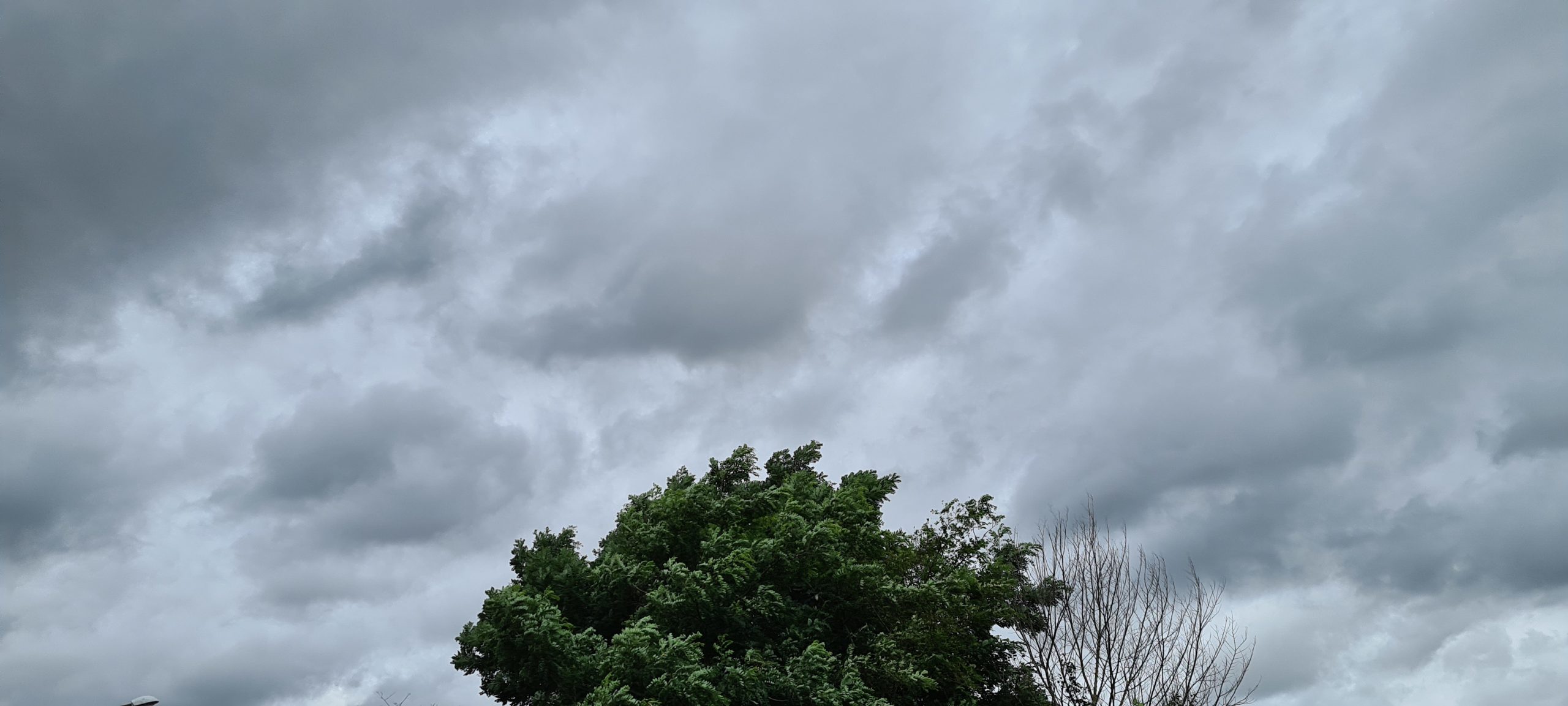 clouds above a tree in the wind