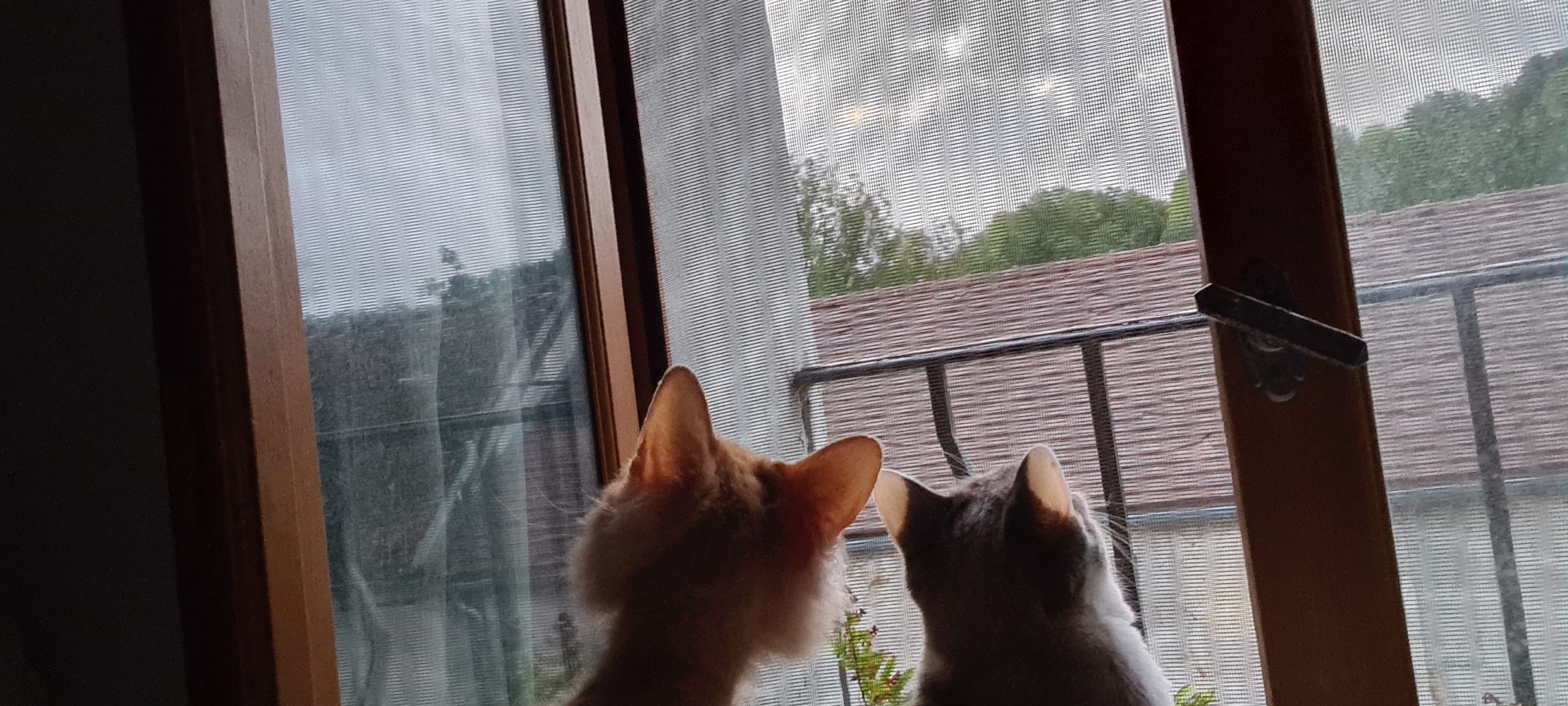 two cats looking out a window