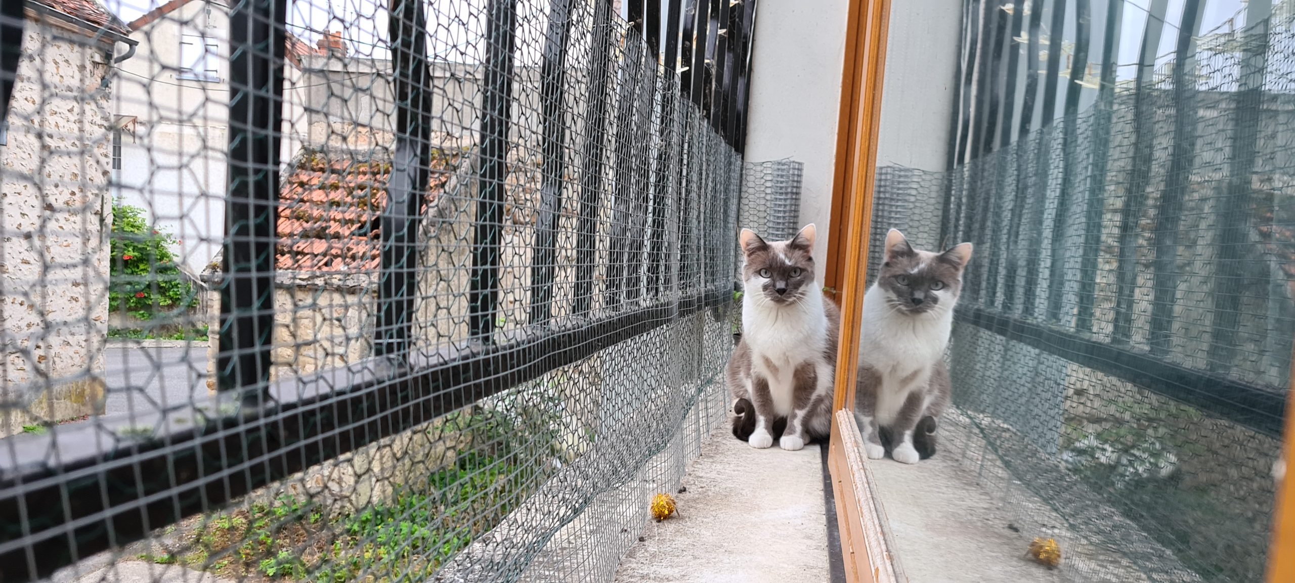 grey and white cat on a small balcony, reflected in the glass door