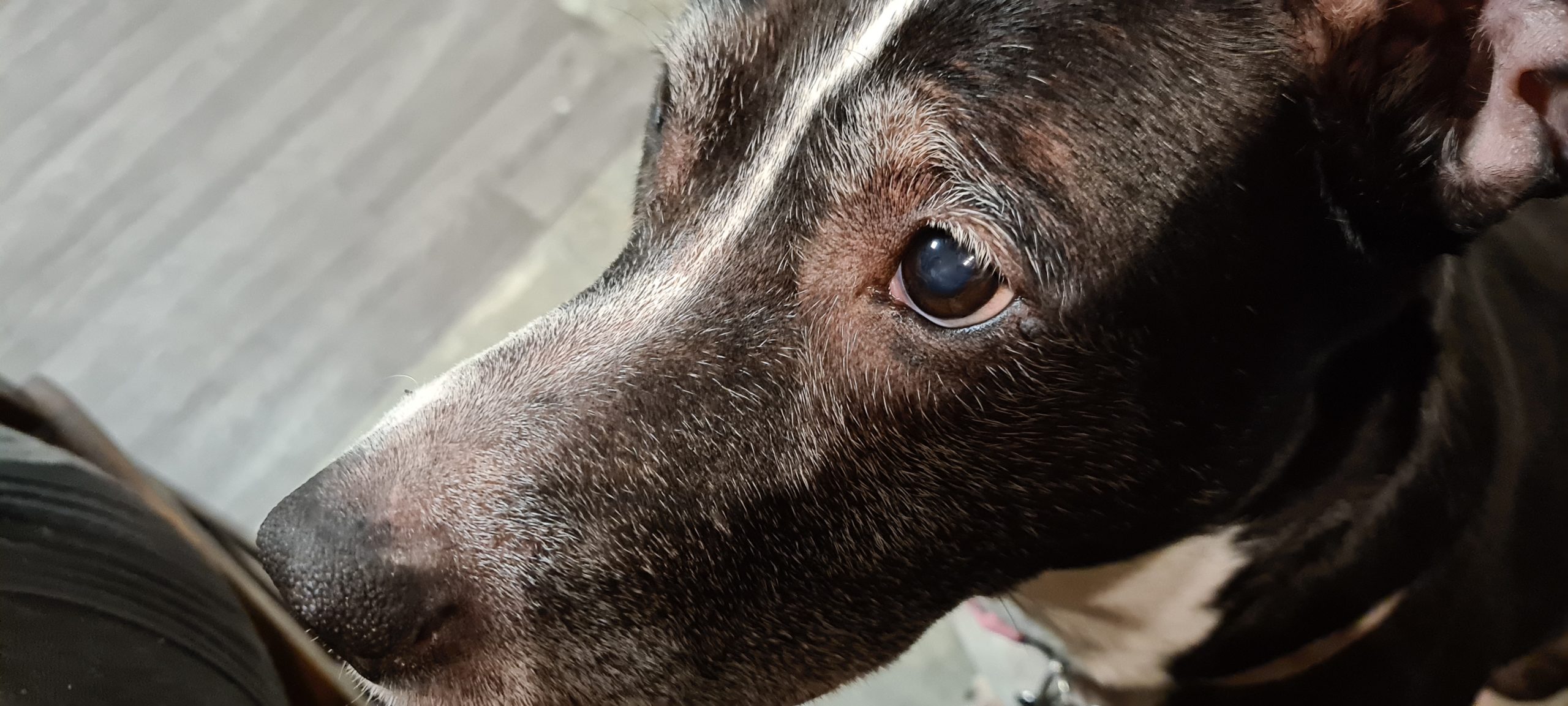 a black and white dog begging for food with her eyes