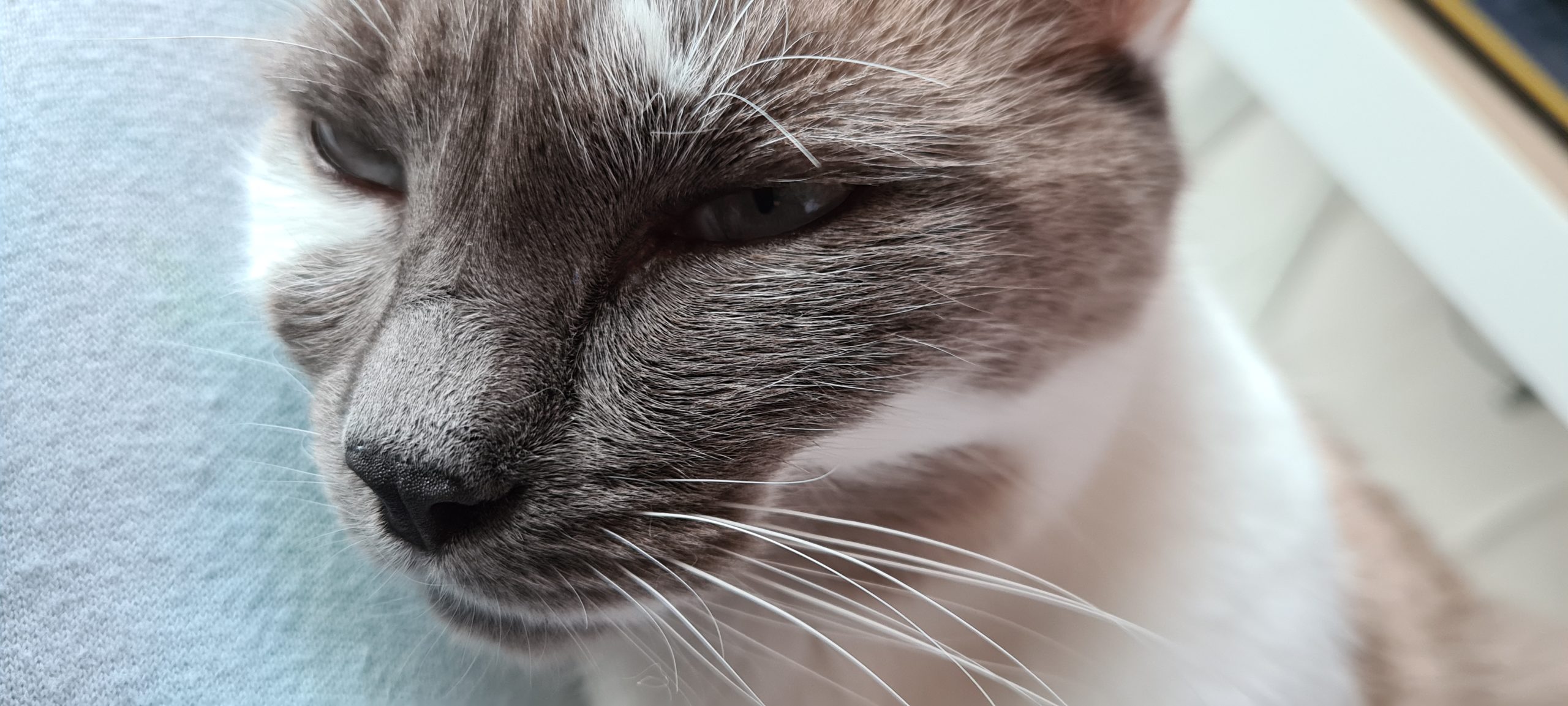 a grey and white cat face