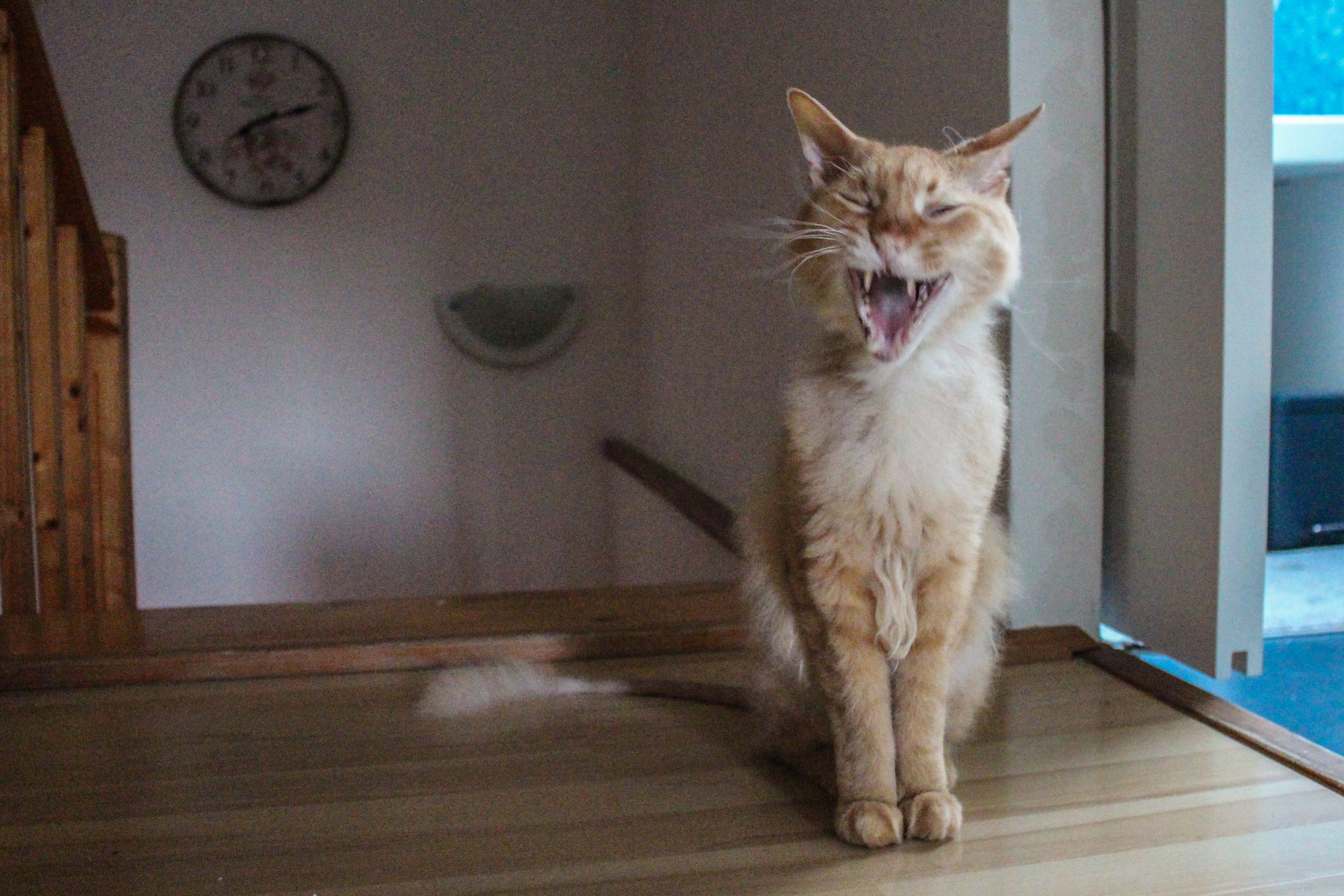 orange half hairless cat yawning