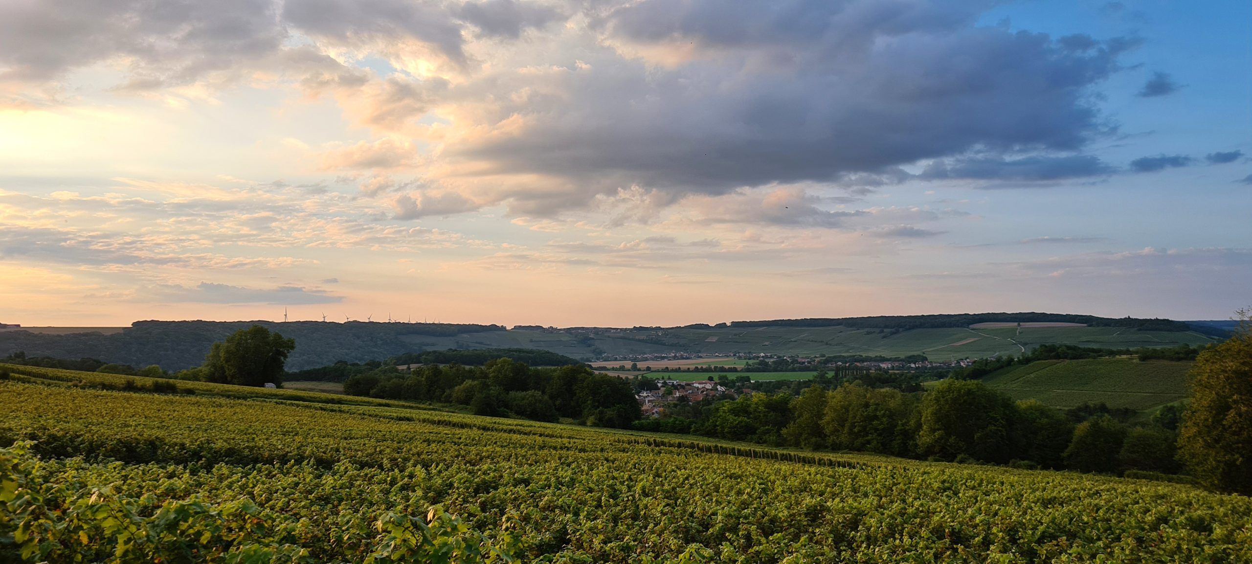 a vineyard at sunset