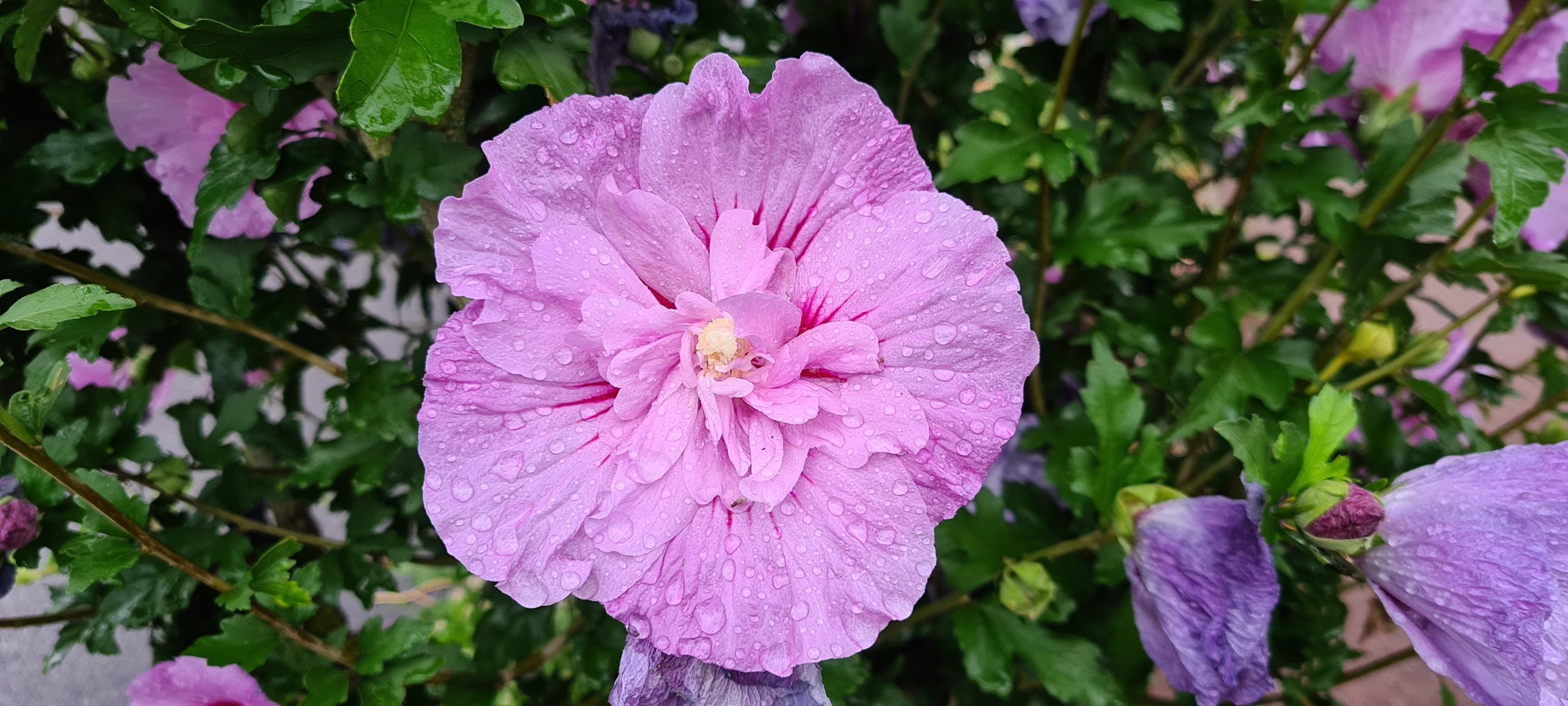 a pink flower covered in rain drops