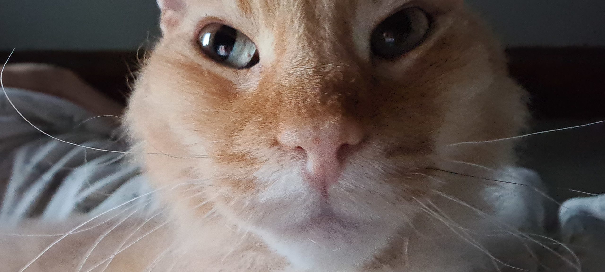 close up of orange cat's face