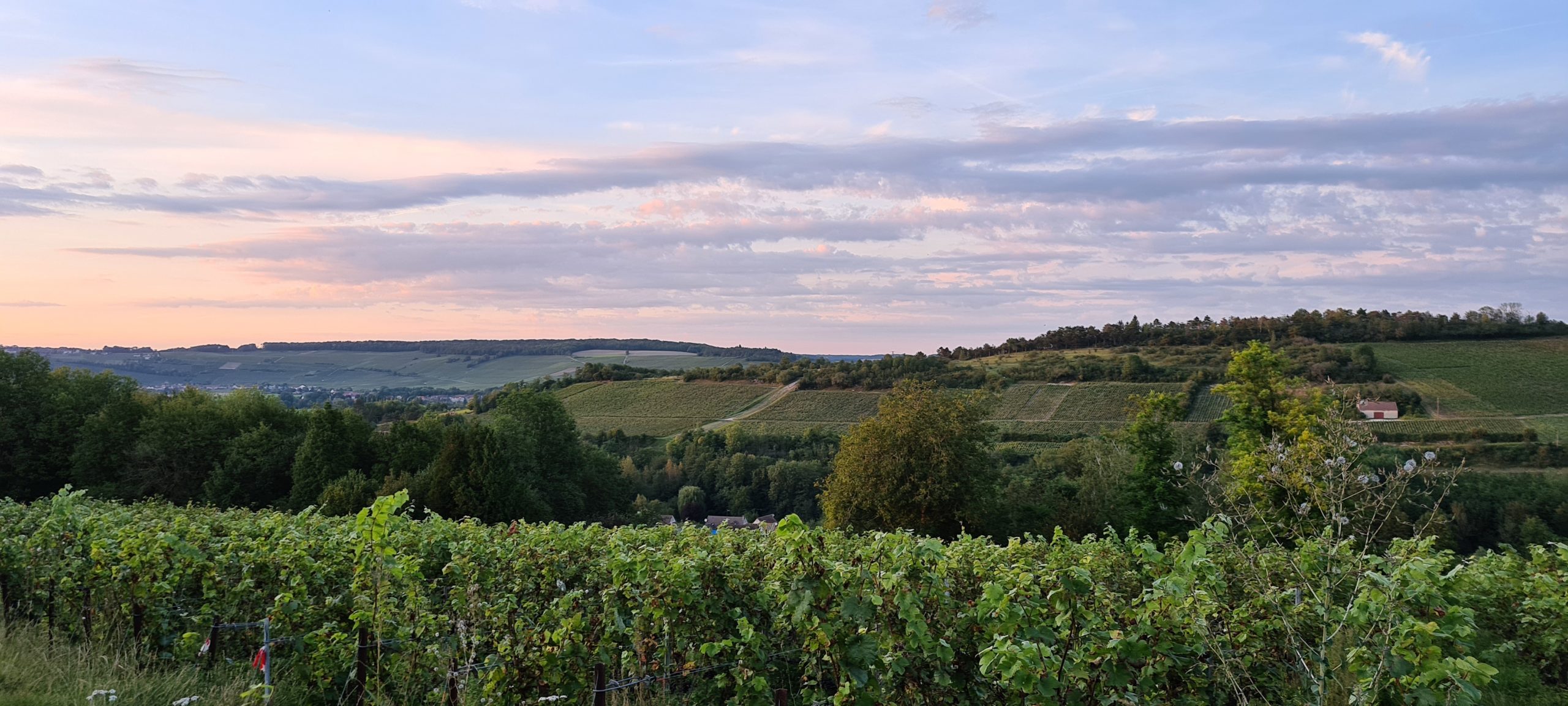 sunset in the vineyards