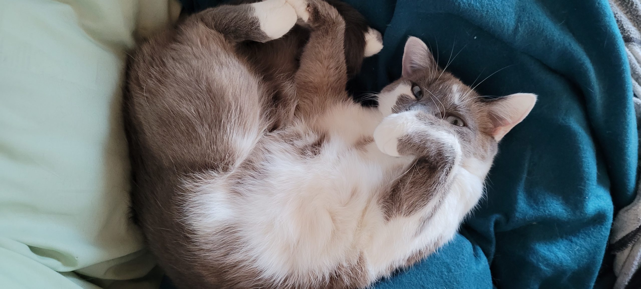 a grey and white cat on her back