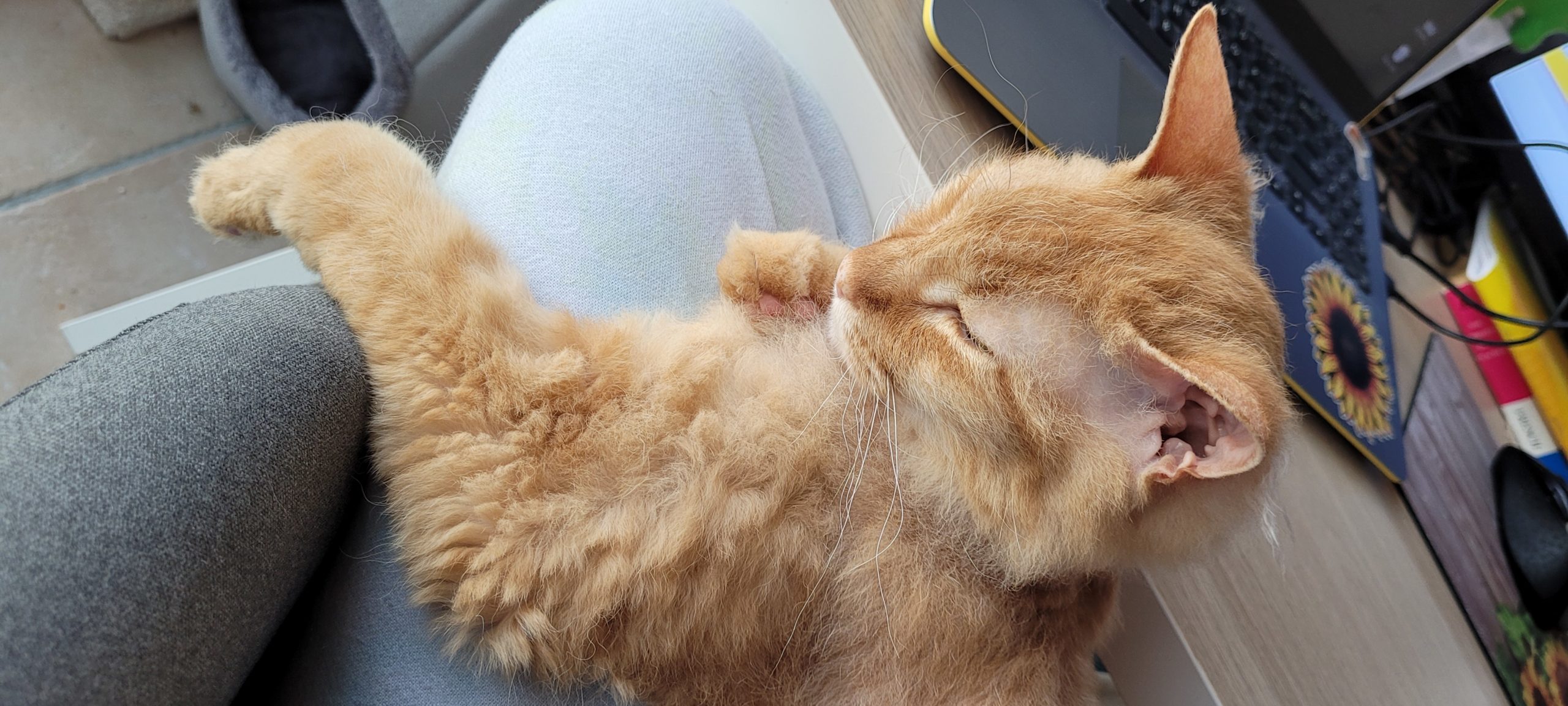 an orange cat on a lap sleeping