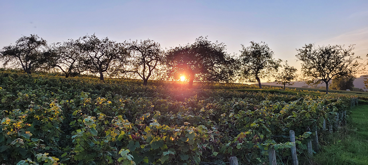 sunset through some trees lining a vineyard