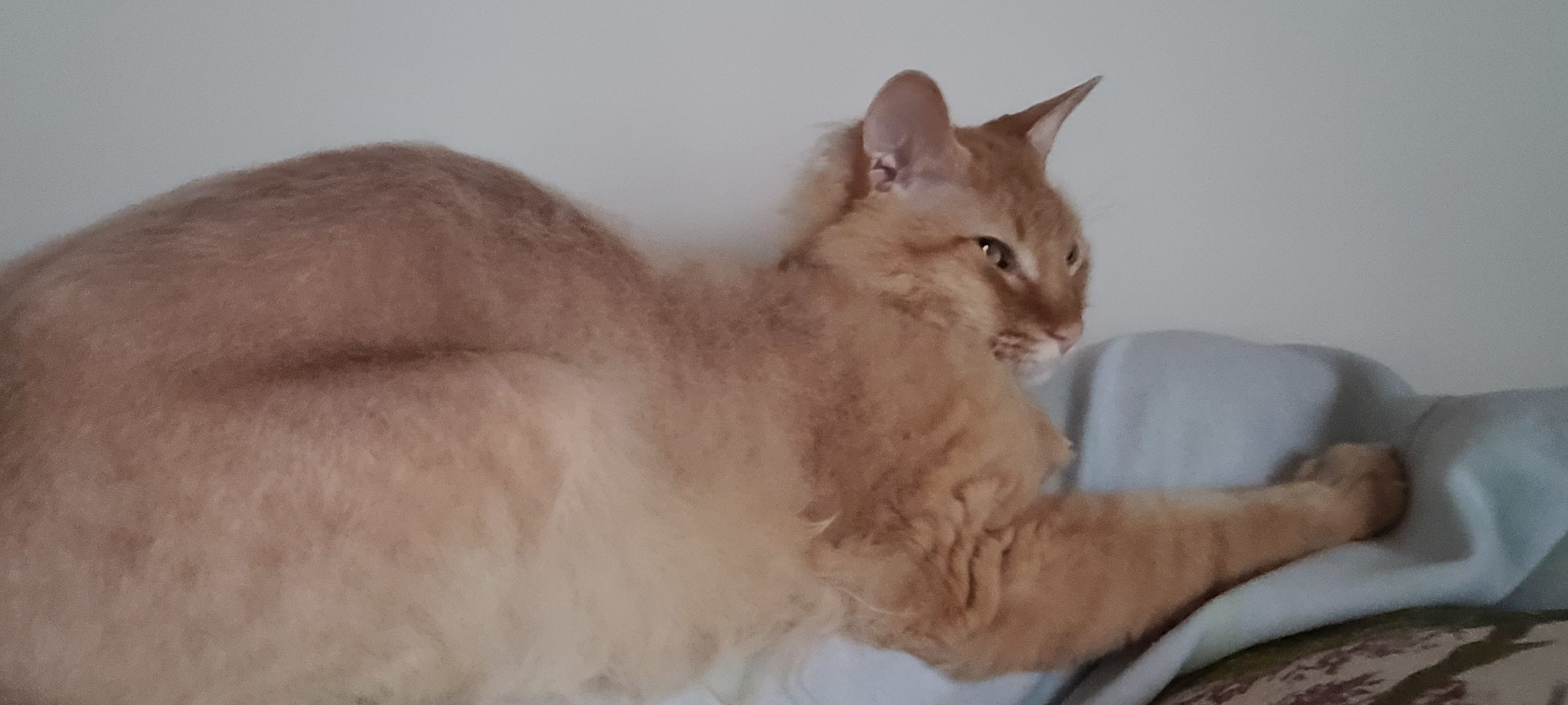 a half-hairless orange cat clinging to a person's leg while laying down