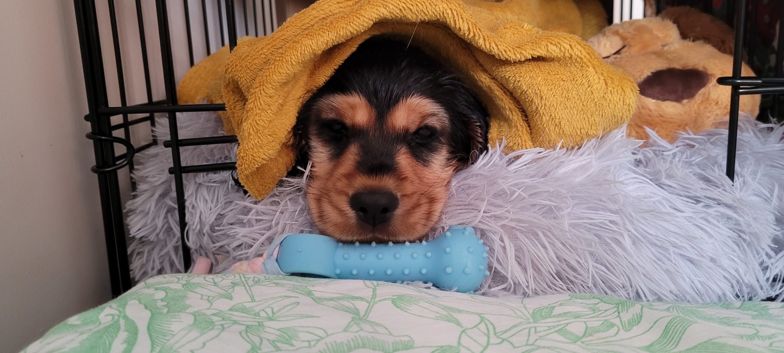 a puppy under a blanket in a fluffy bed with a toy