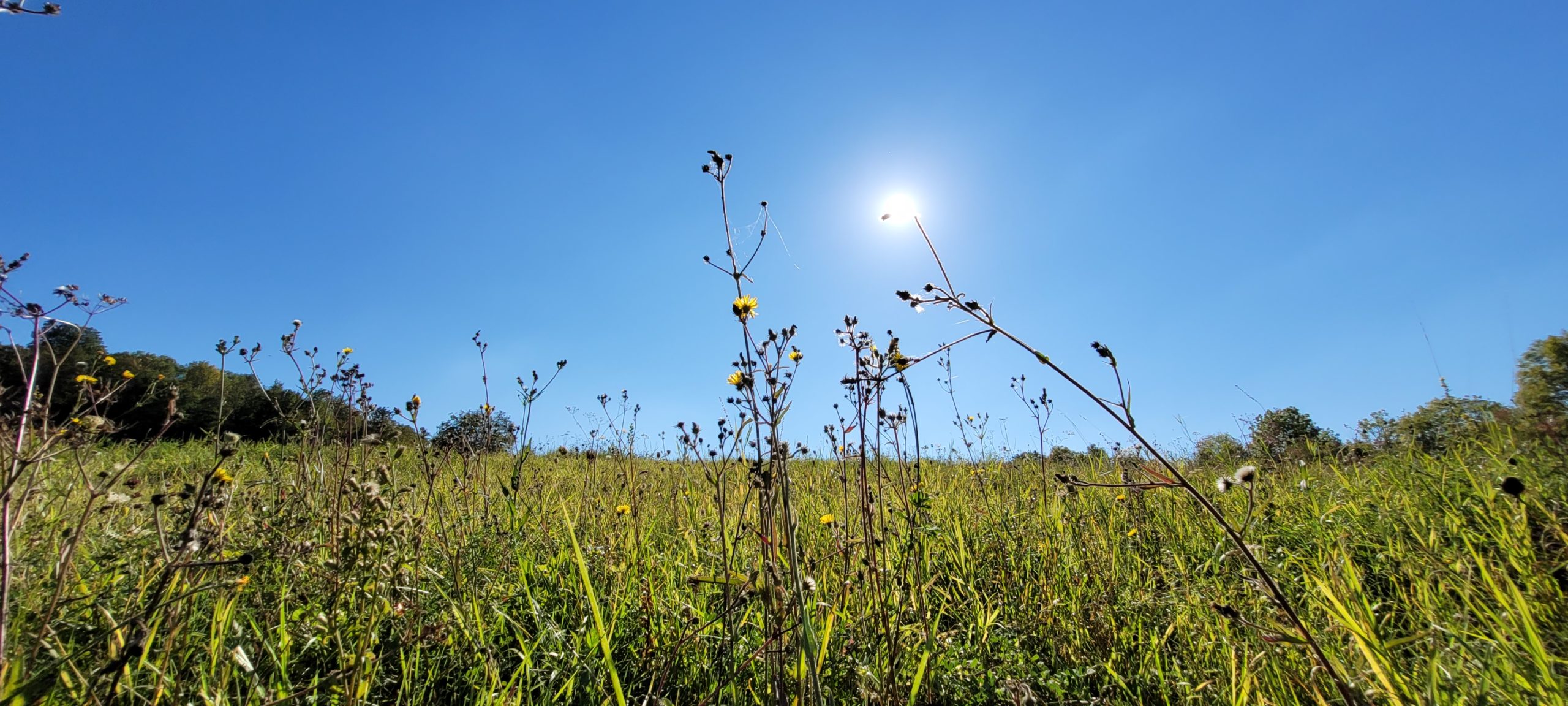 a green filed with wild flowers in the sun with clear blue sky