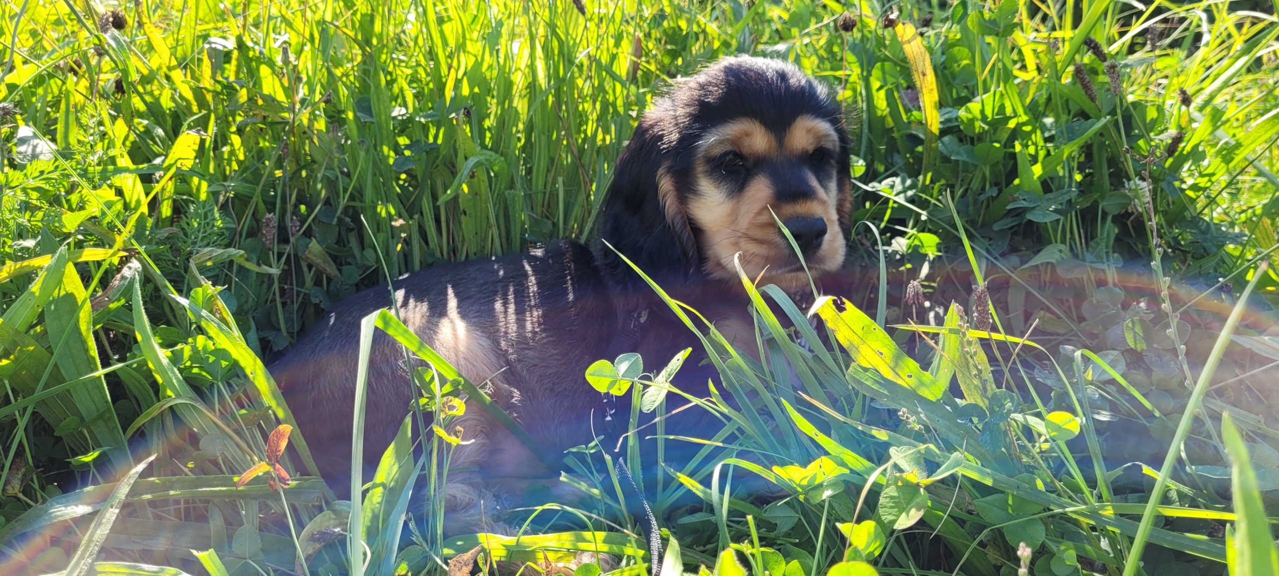 a puppy laying in grass