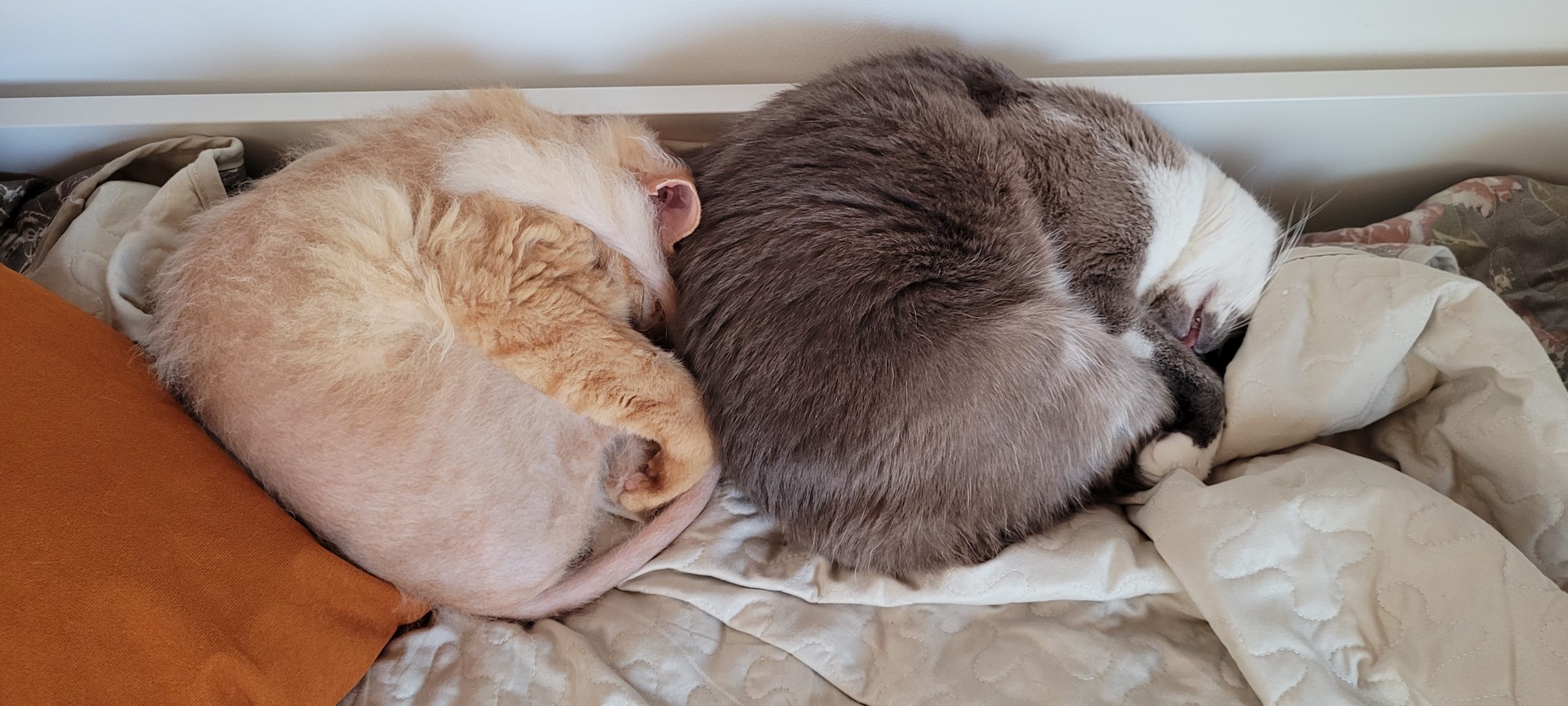 two cats curled up next to each other the same way