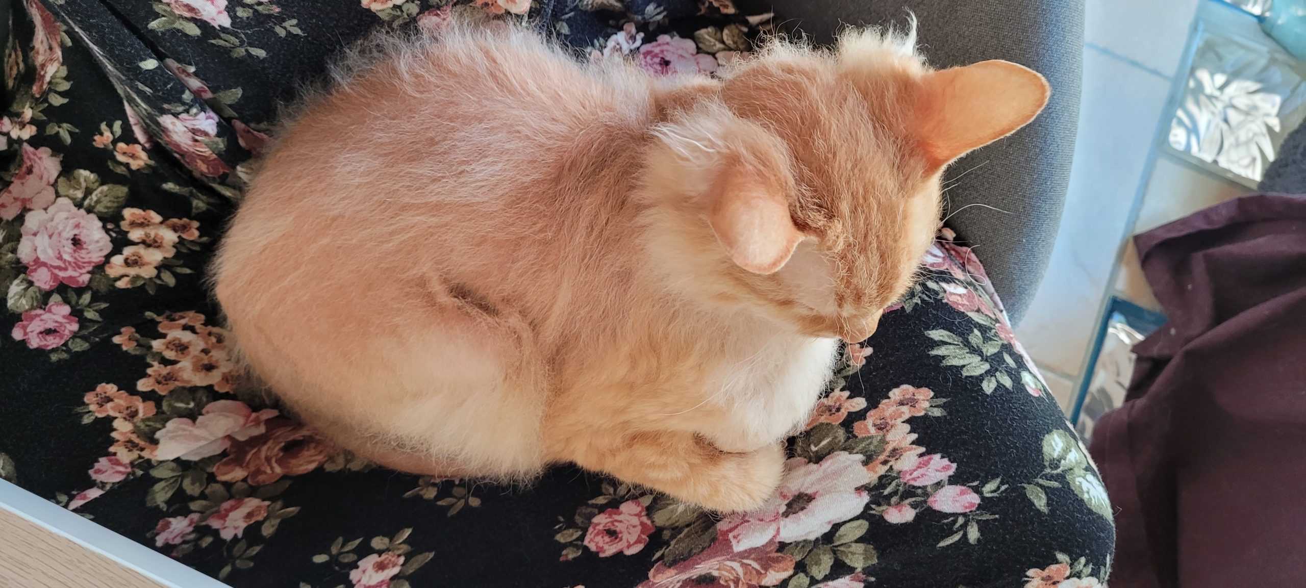 a half hairless orange cat on a lap