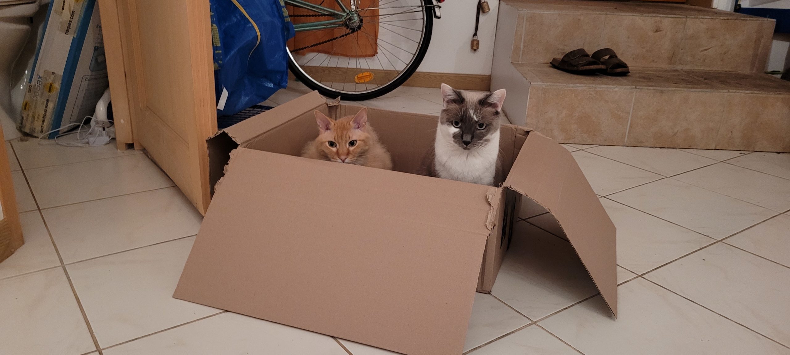 two cats in a box