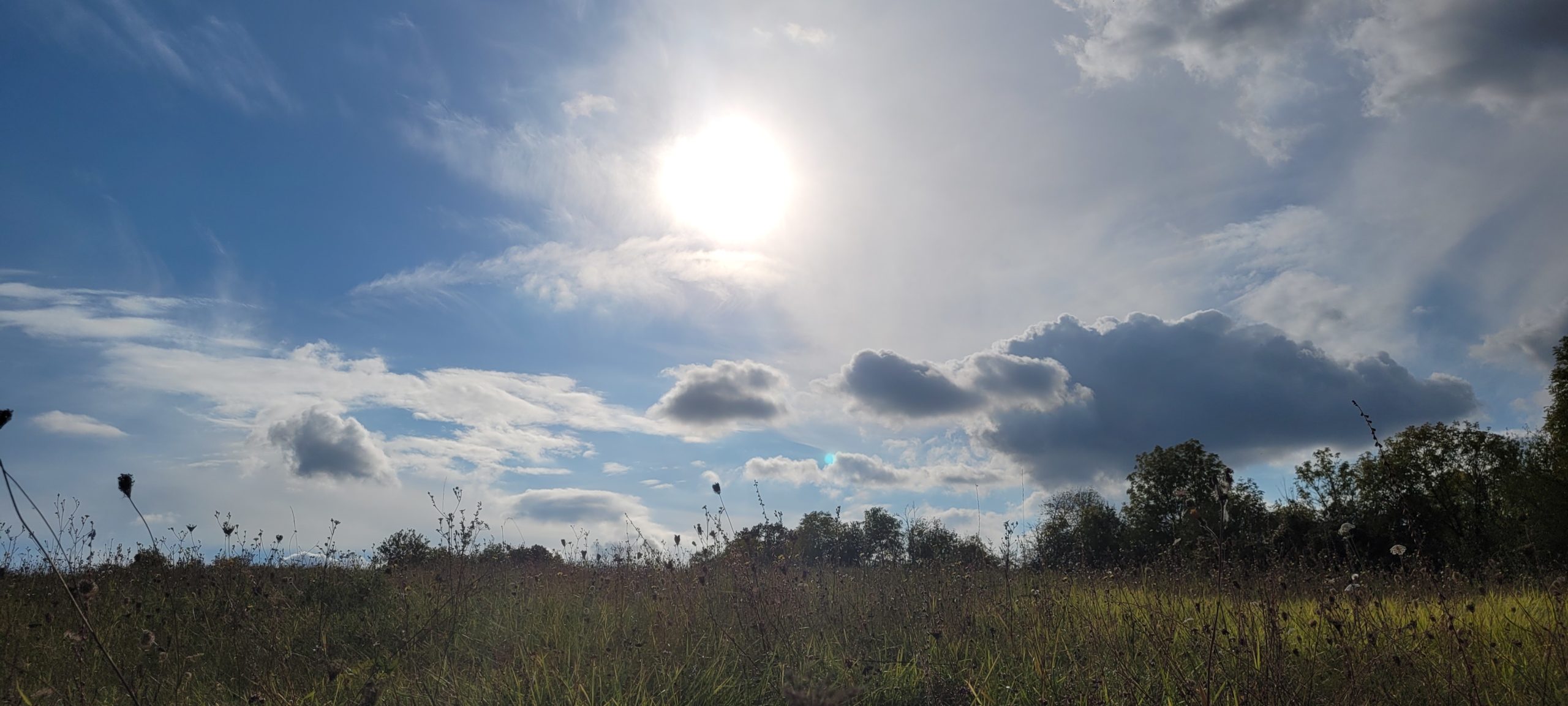 sun behind thin clouds over a wildflower field