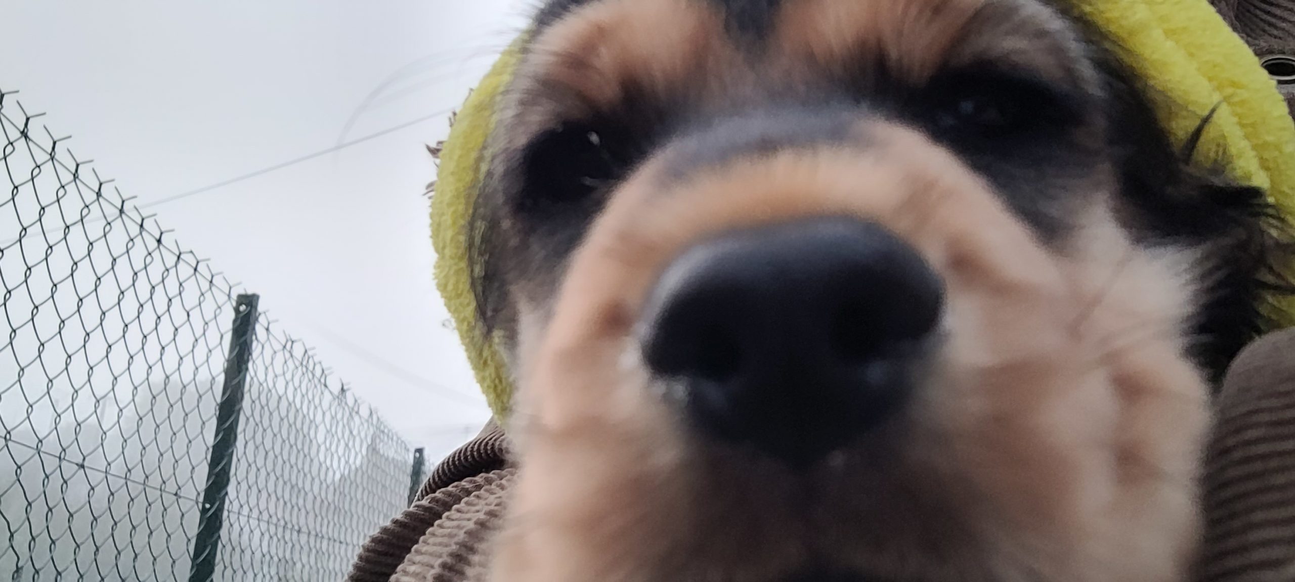 close-up of a puppy's face while outside in foggy weather