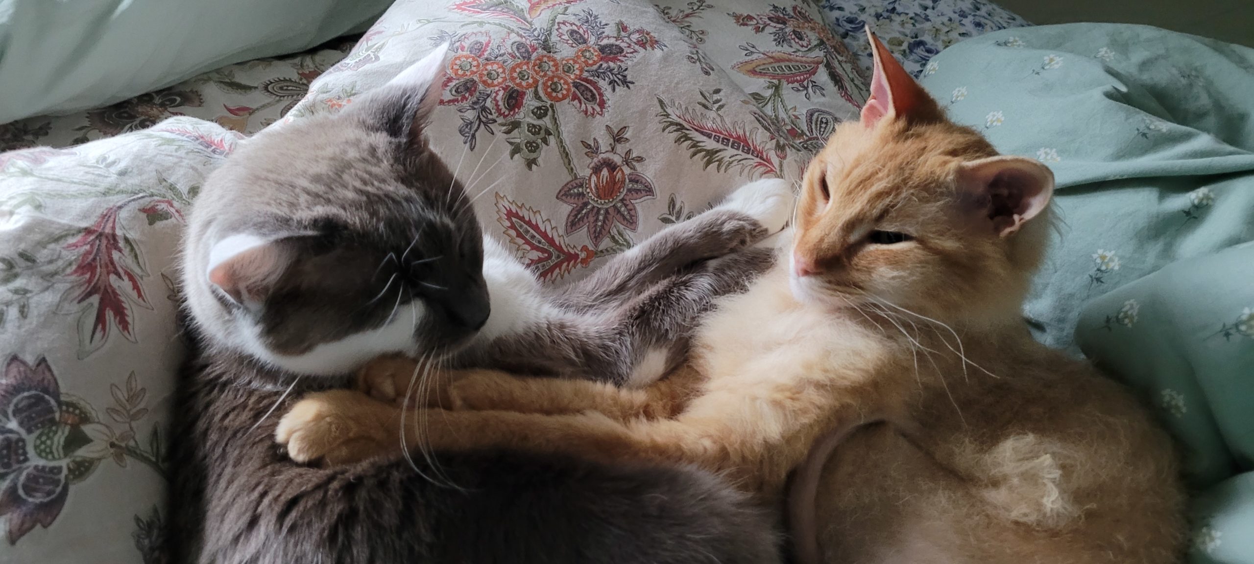 two cats hugging laying together