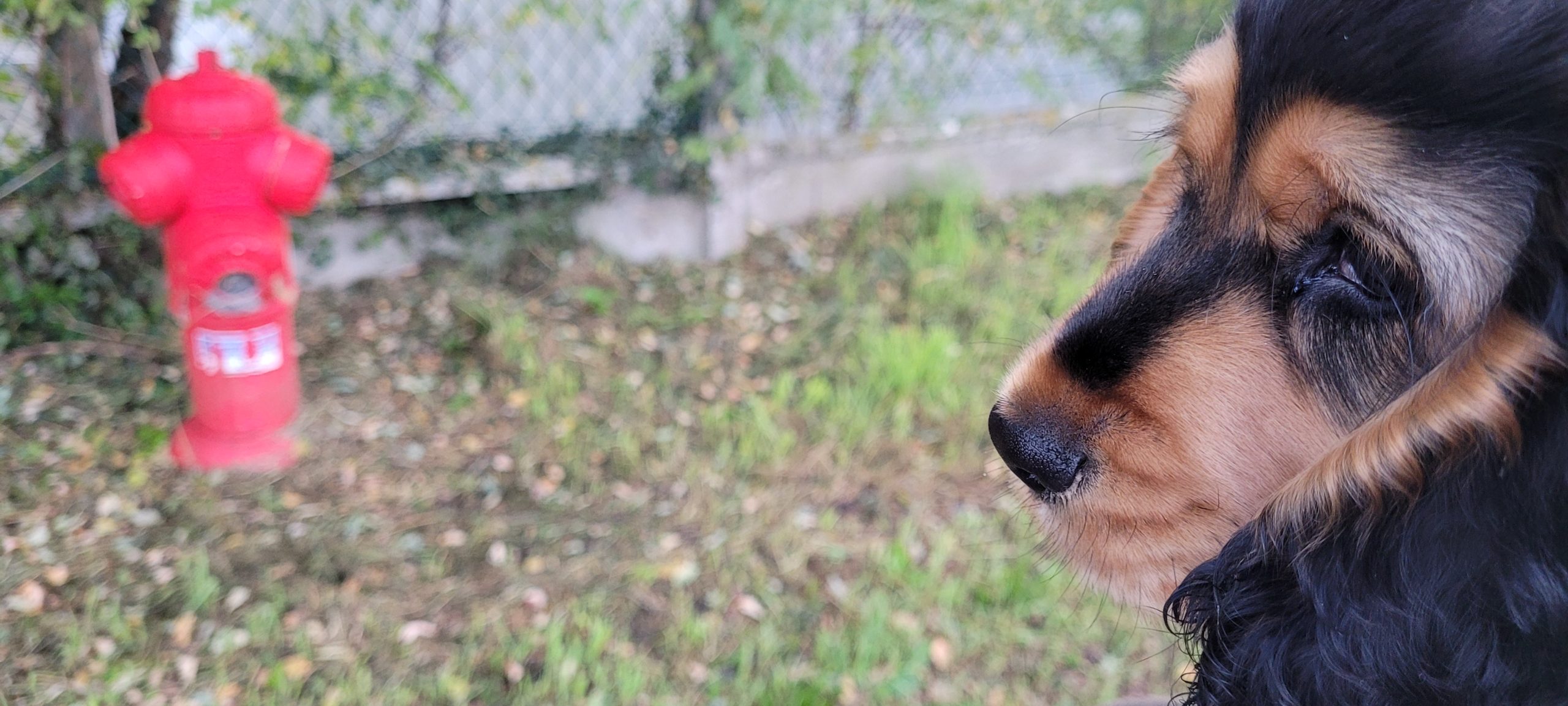 a dog looking to camera over its shoulder, a red fire hydrant in the background