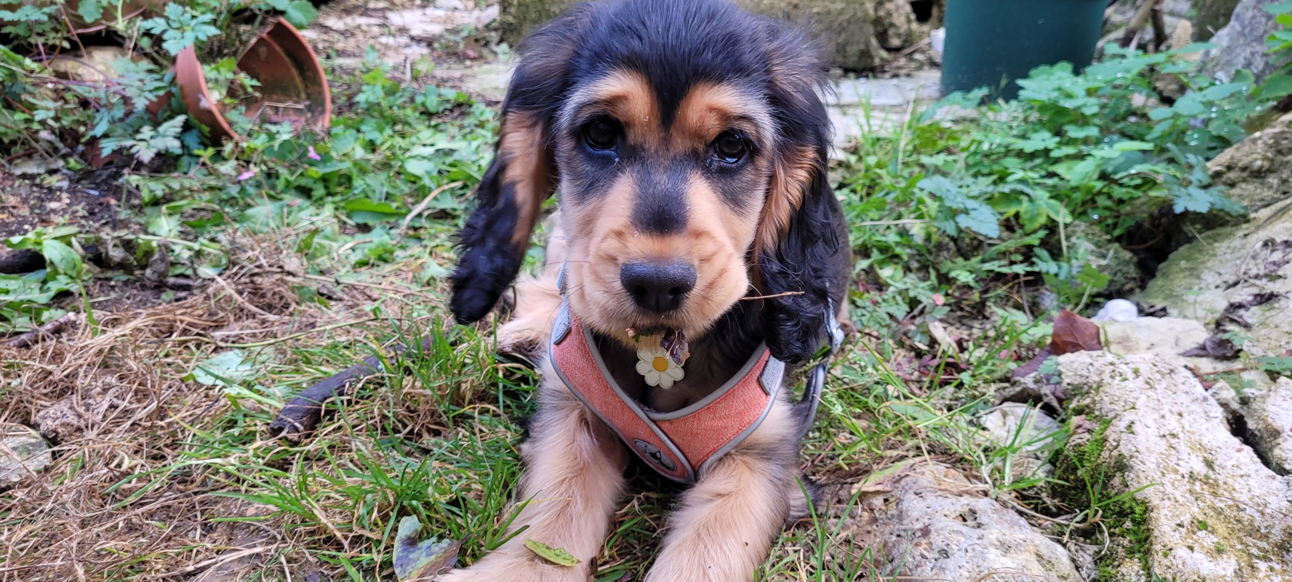 a puppy chewing on small sticks