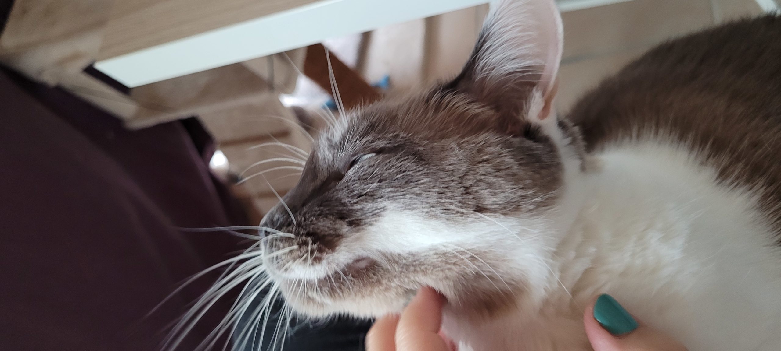 a grey and white cat getting chin scritches