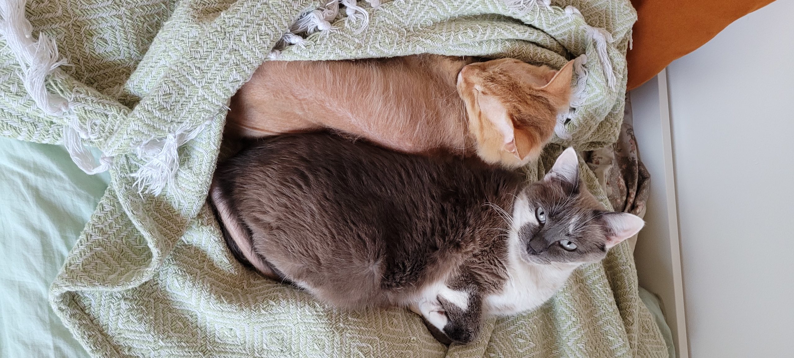 two cats sleeping together