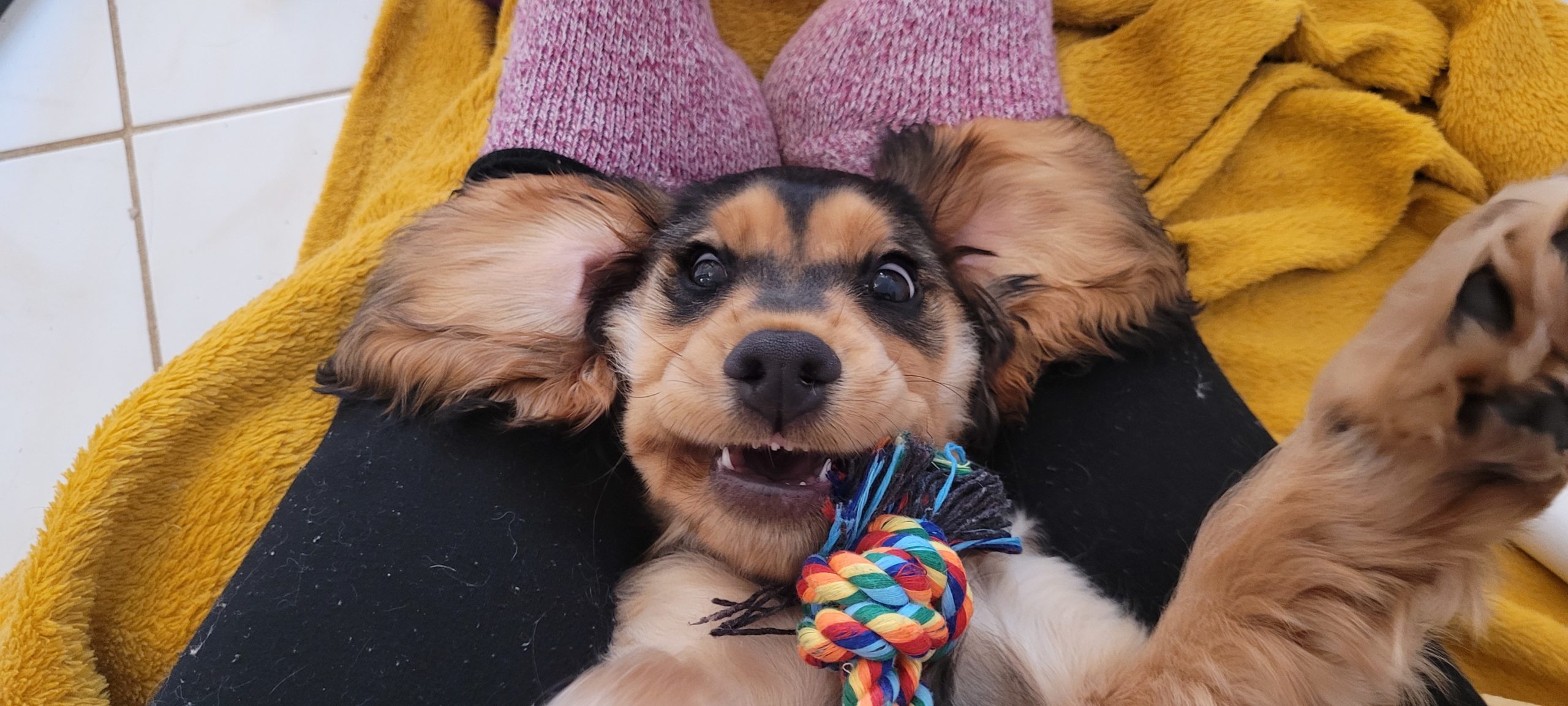 a cocker spaniel puppy on its back with a rope toy dangling from its mouth with teeth exposed