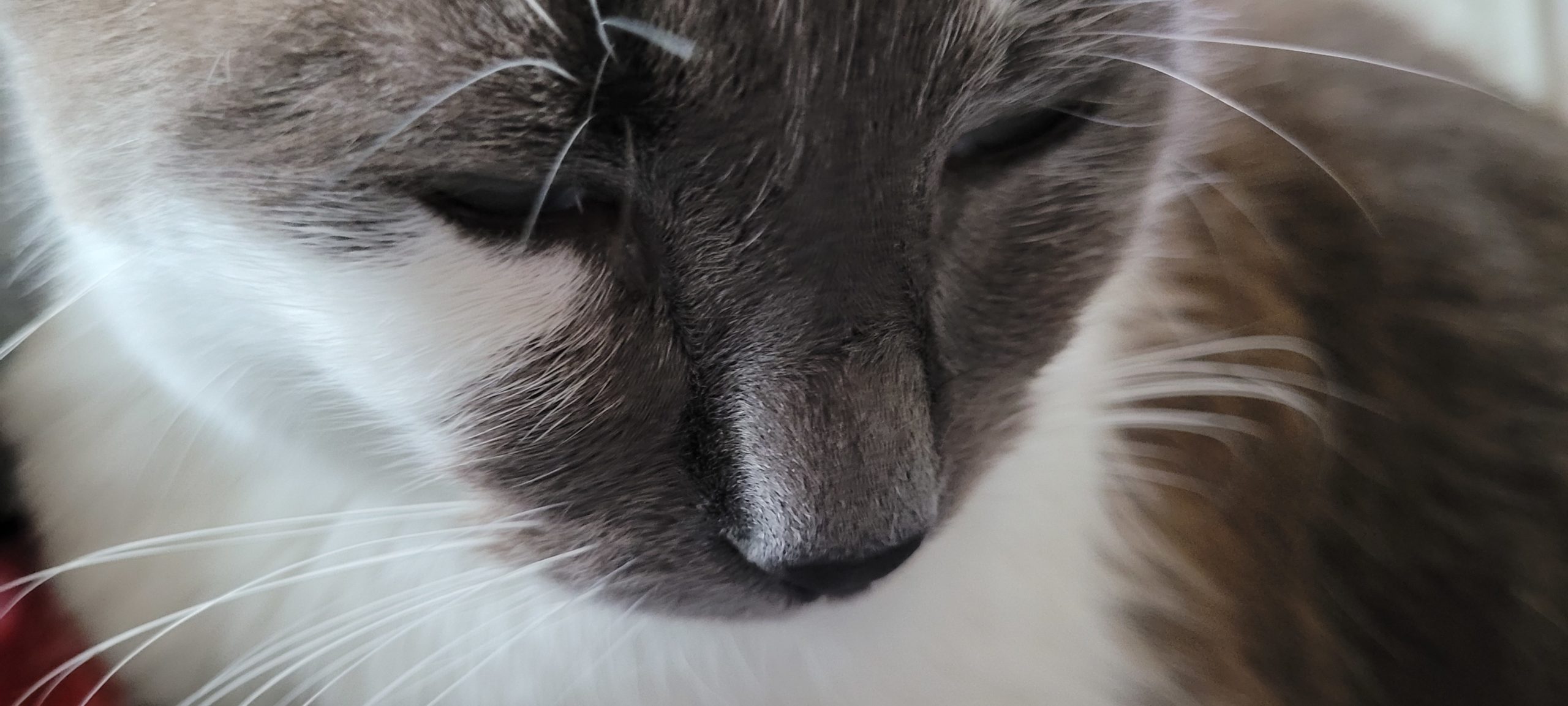 close up of grey and white cat's face