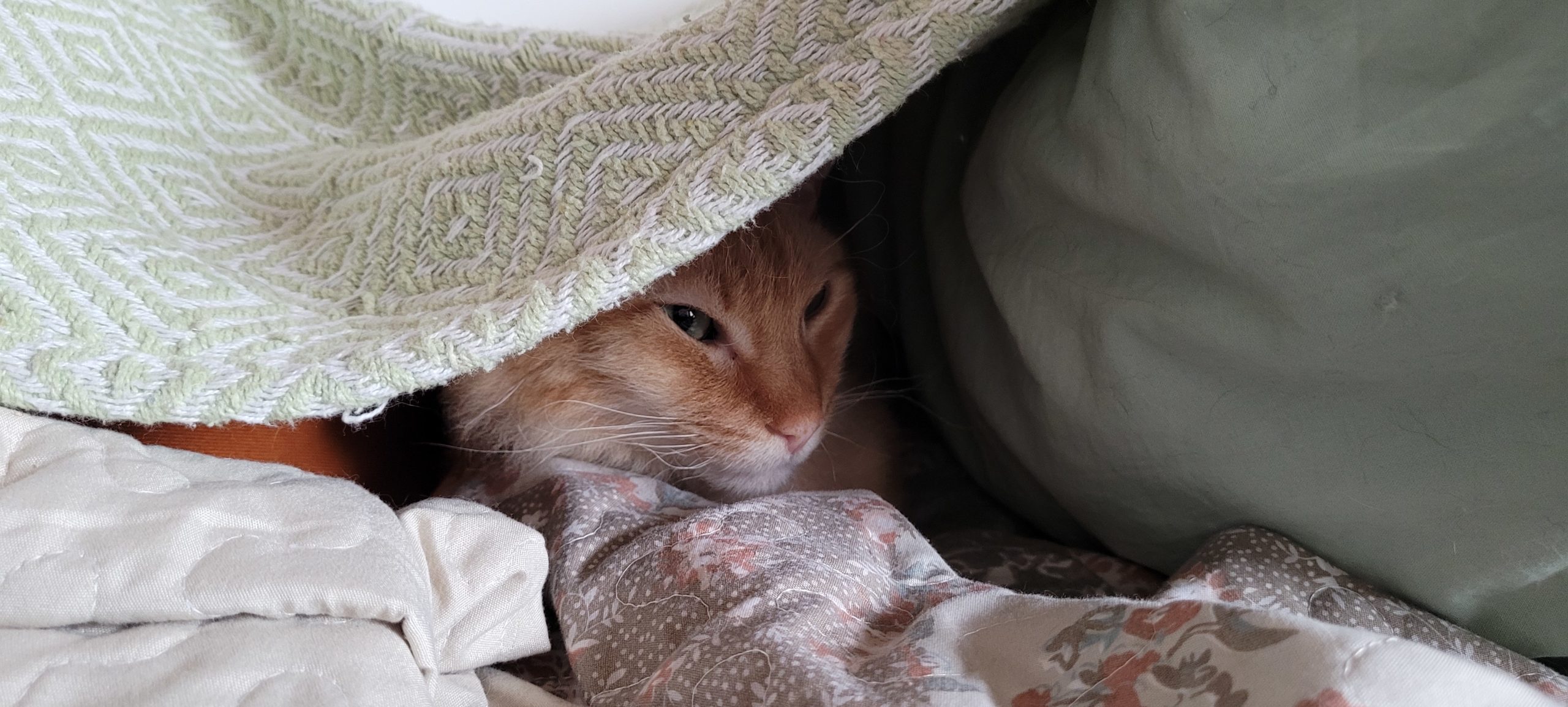 an orange cat in a blanket fort